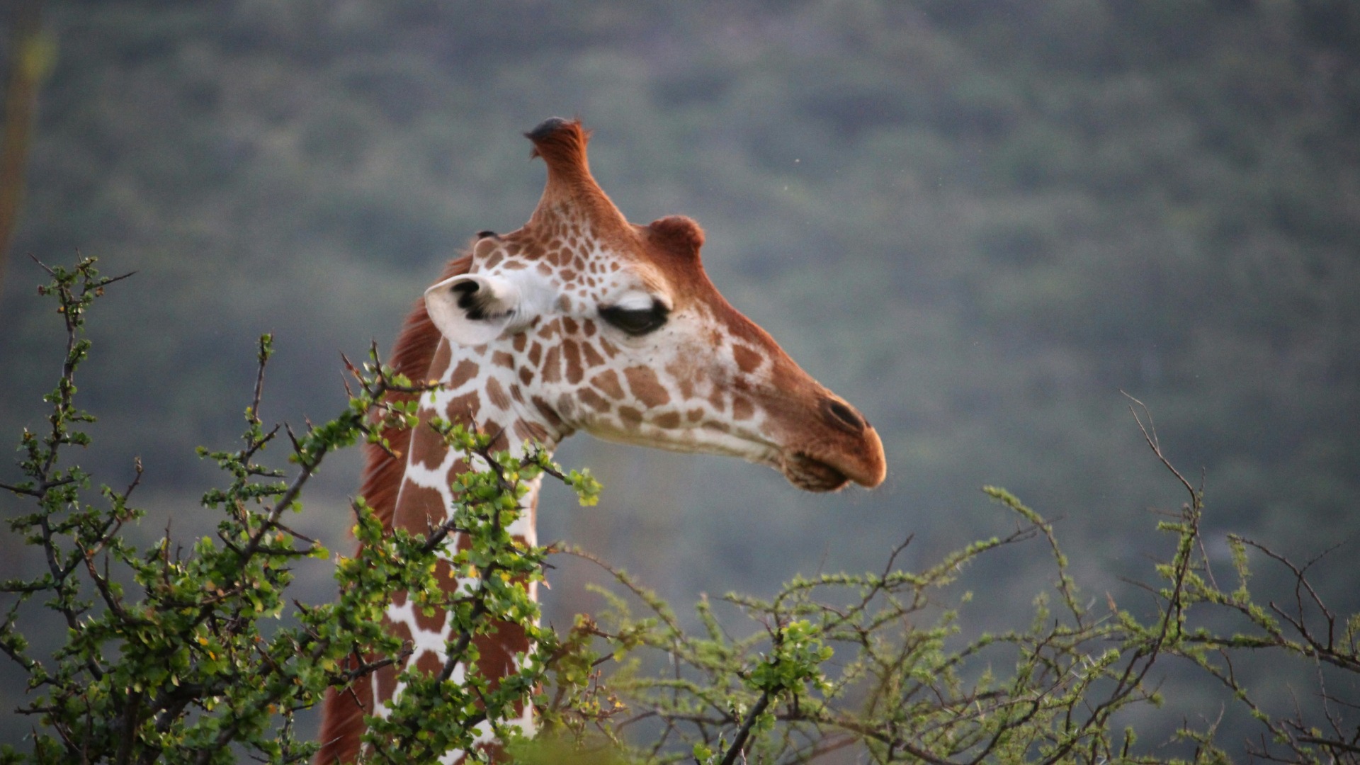 Why Certain African Lodges Deliver Superior Wildlife Sightings Year After Year
