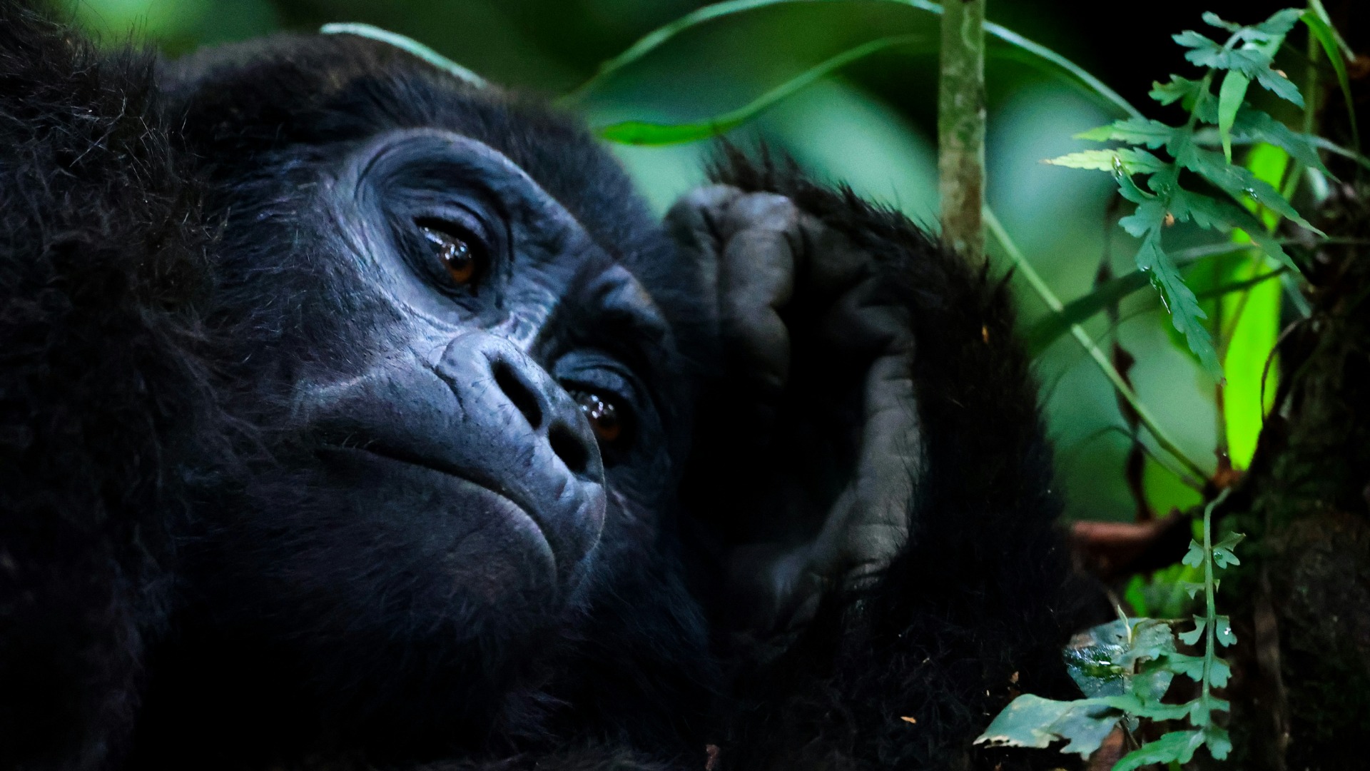 Why Thoughtful Game Lodge Selection Directly Improves Your Wildlife Sightings