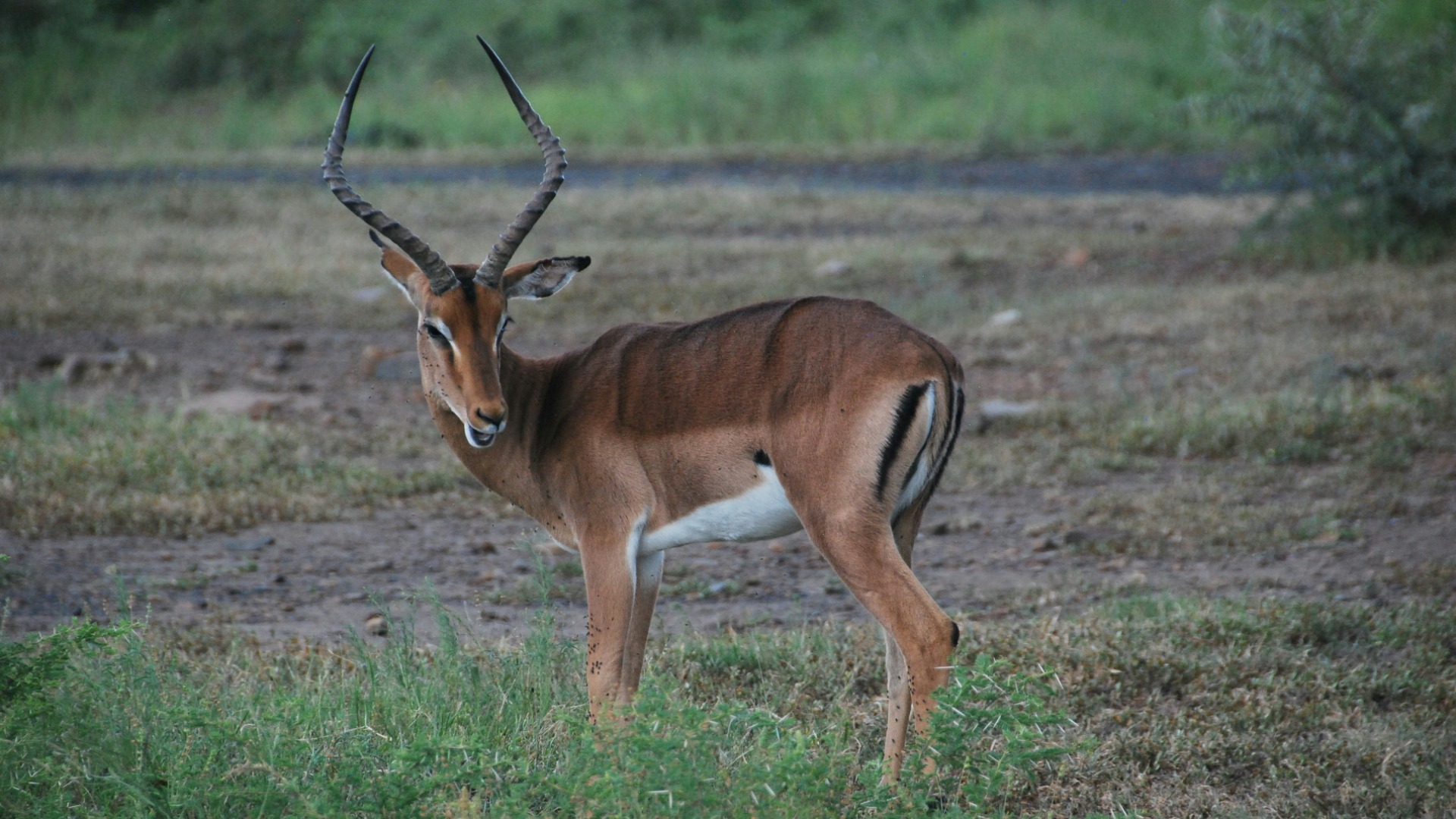 Stay Safe and Informed: Essential Protocols for African Wildlife Safaris