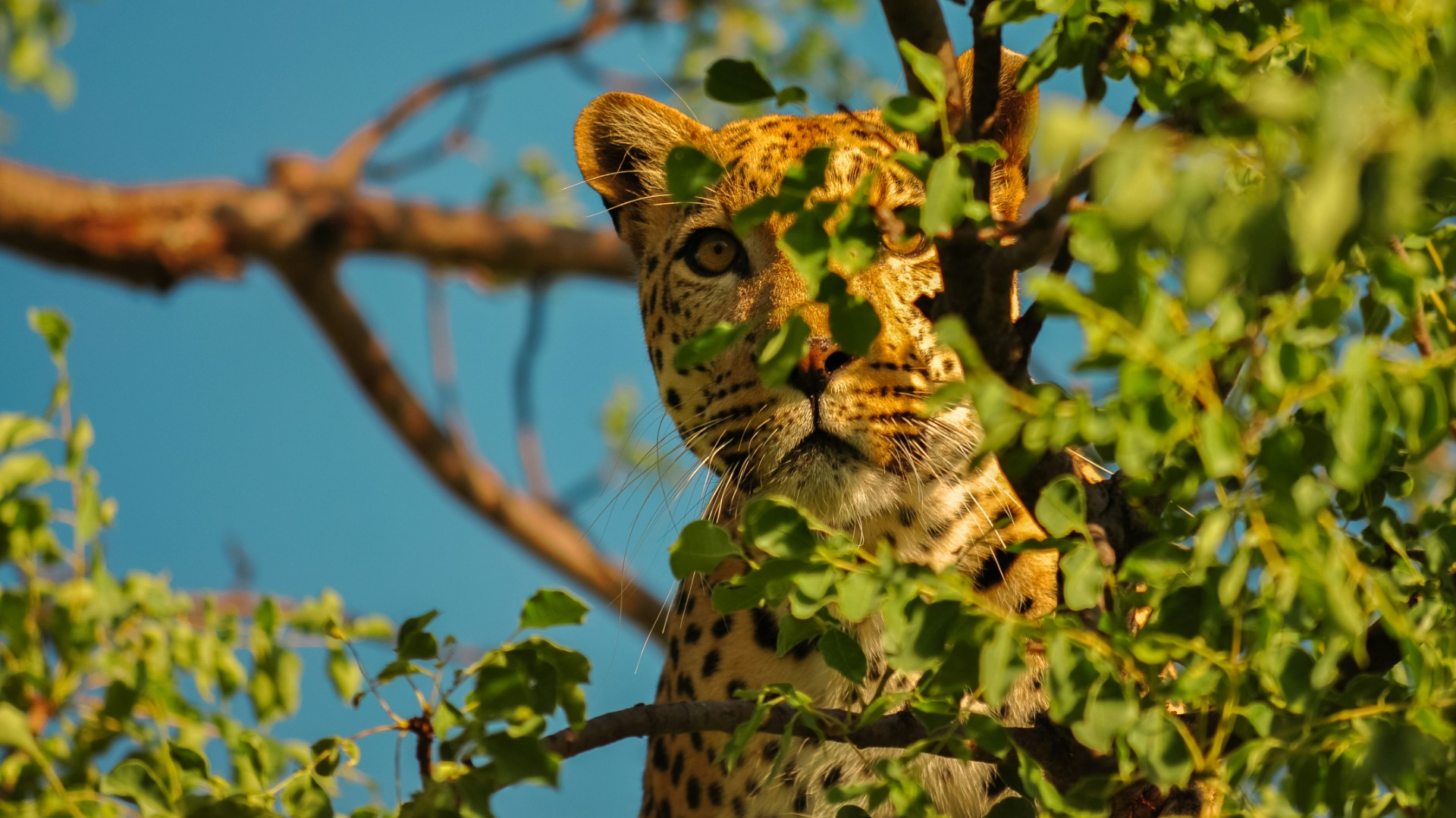 Mastering Visibility: Field Techniques for Spotting Wildlife in Thick African Bush