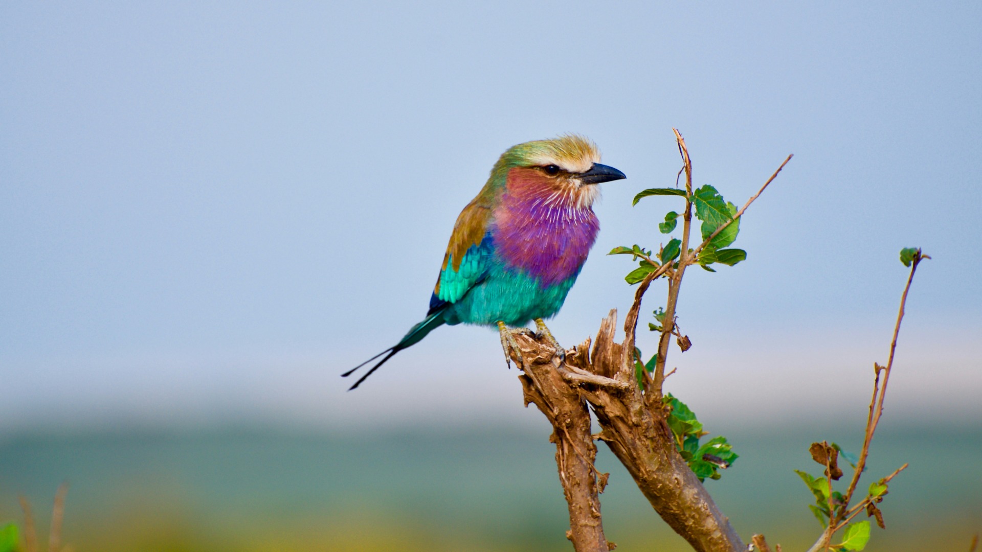 Practical Ways to Identify and Observe Rare Birds Across Kenya and South Africa