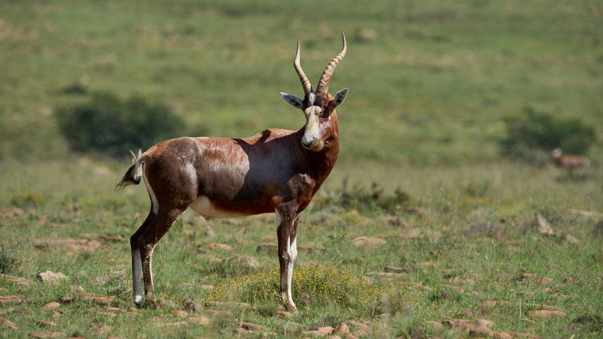 Why African Ceremonies Rely on Specific Animals for Spiritual Power