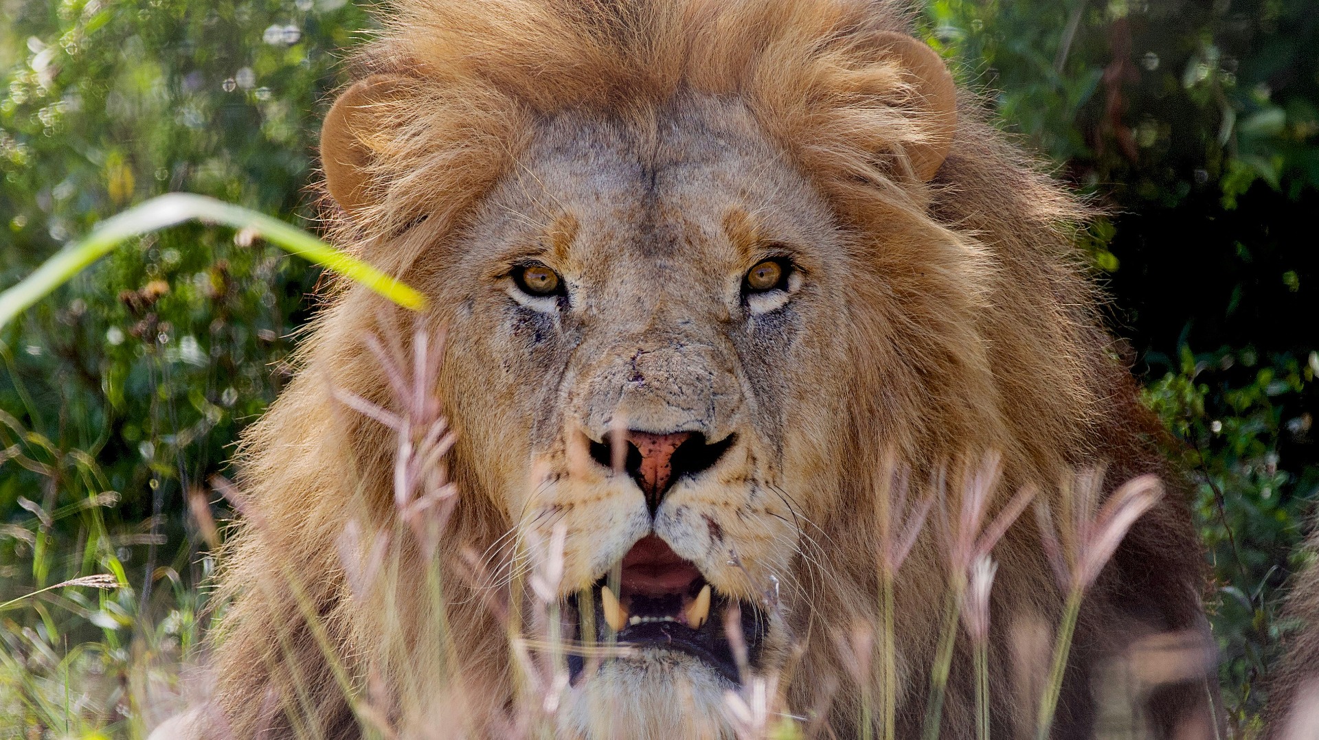 Respectful Safari Practices That Honor African Wildlife Traditions