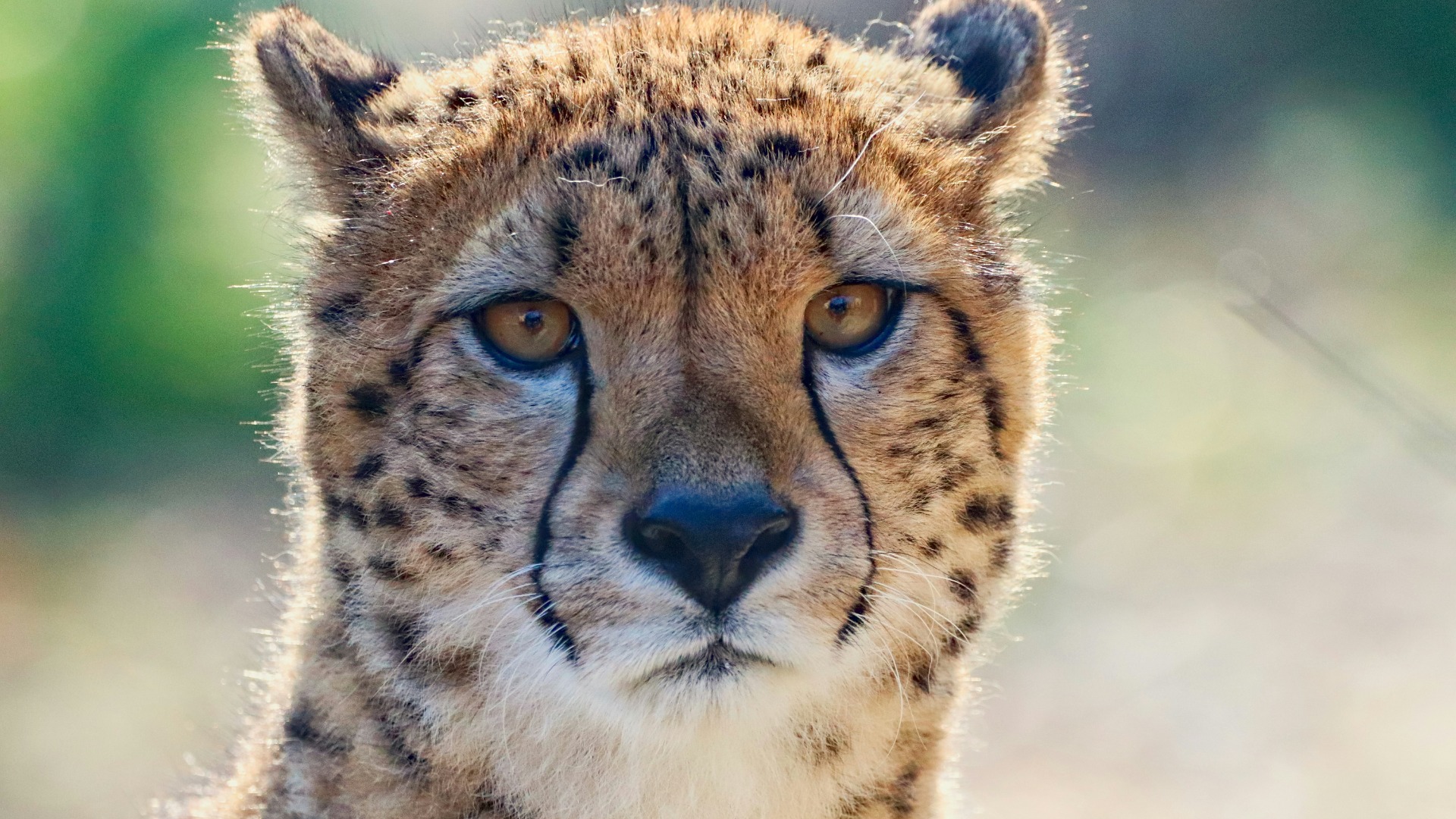 How African Cultures and Wildlife Shape One Another Across Generations