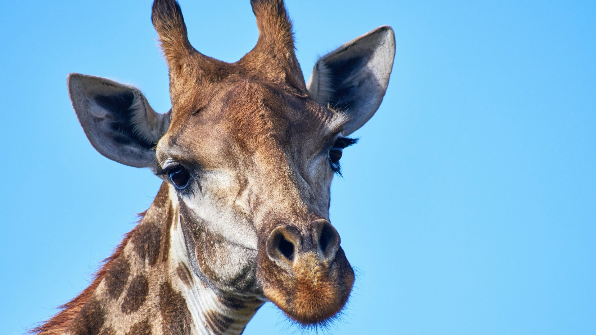 How South African Wildlife Shapes Local Traditions and Daily Life