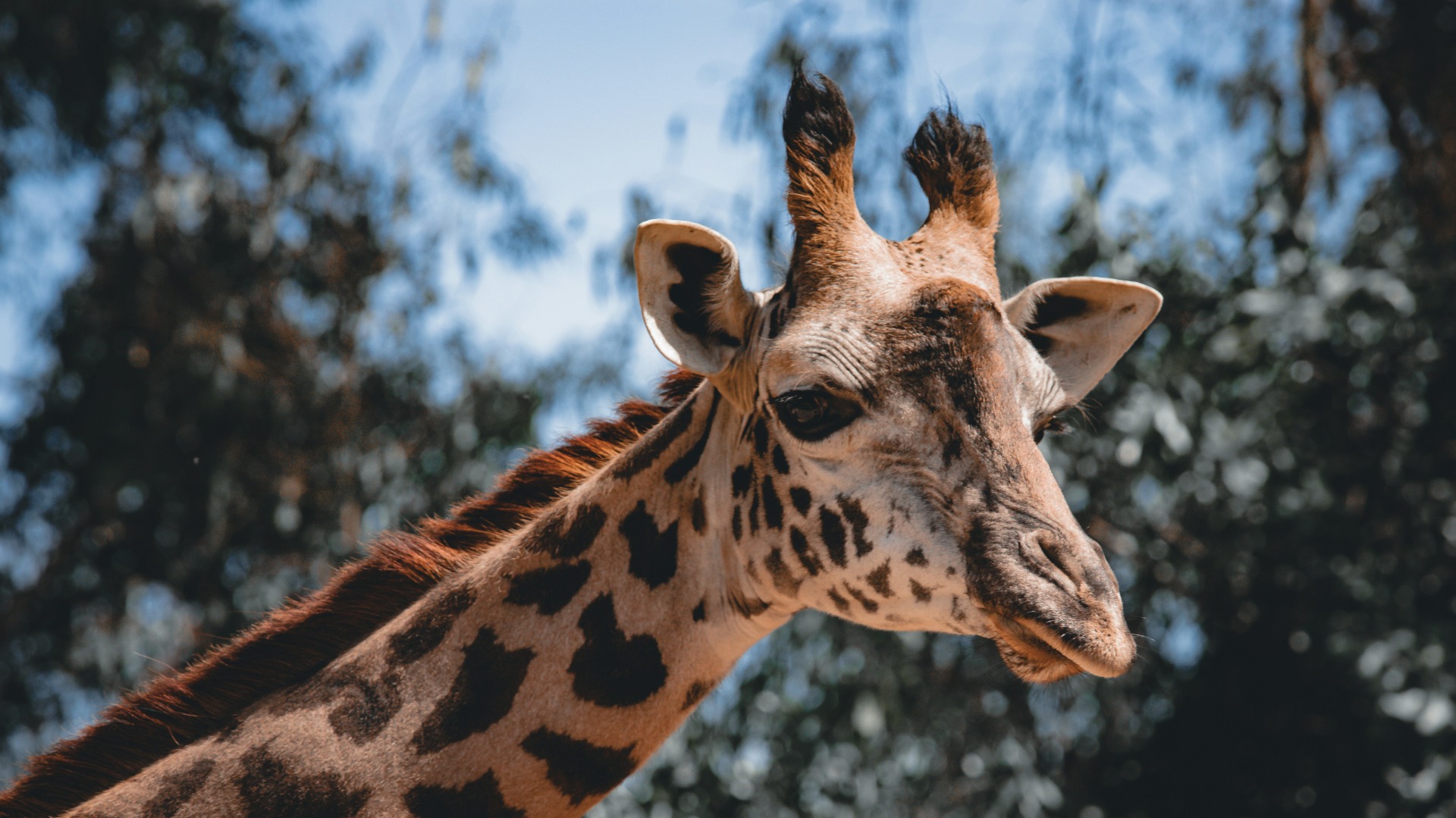 Exploring the Deep Links Between African Wildlife and Cultural Traditions