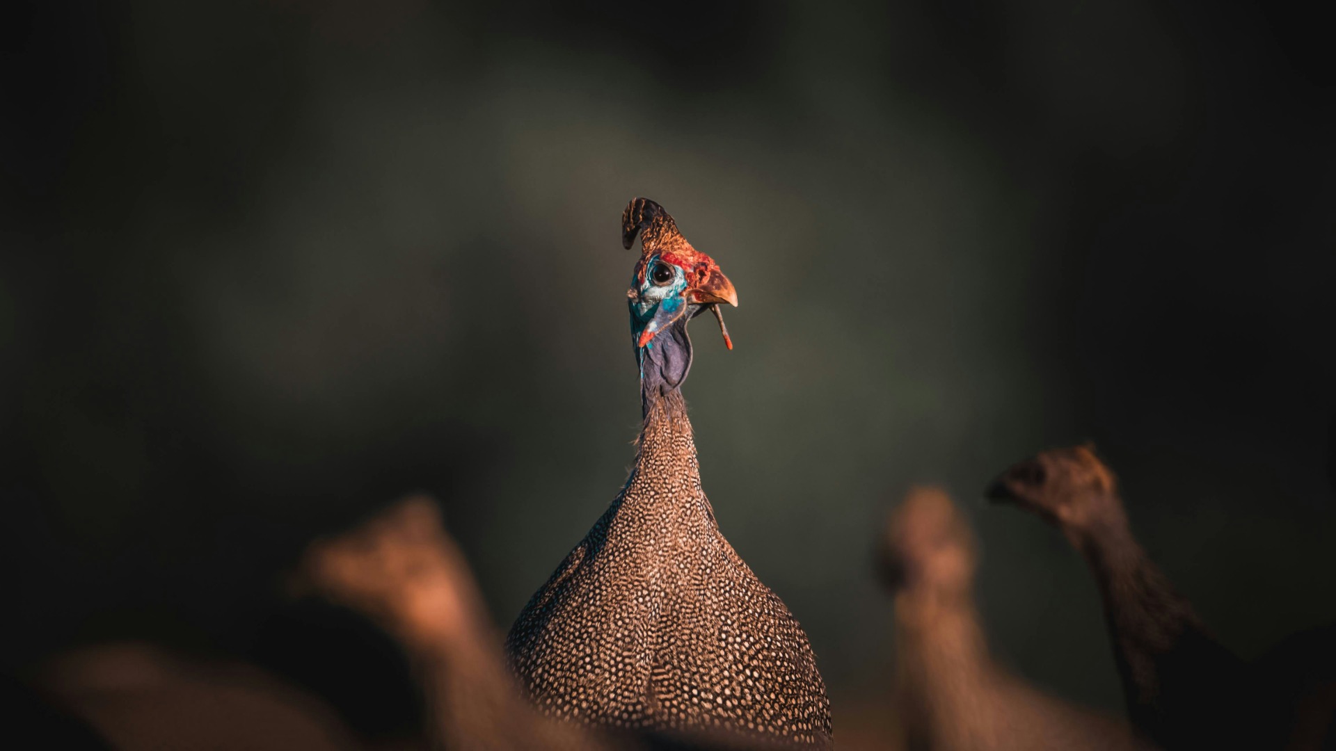 African Cultures That Integrate Wildlife Into Daily Spiritual Practices