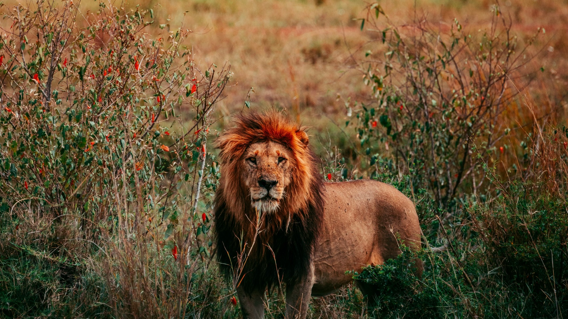Practical Steps for Tourists to Respect Local Customs During Wildlife Encounters
