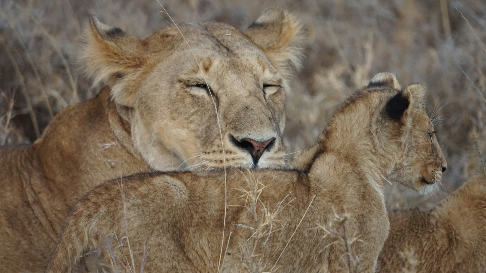 First-Time in Africa: How to Approach Local Customs and Wildlife with Confidence