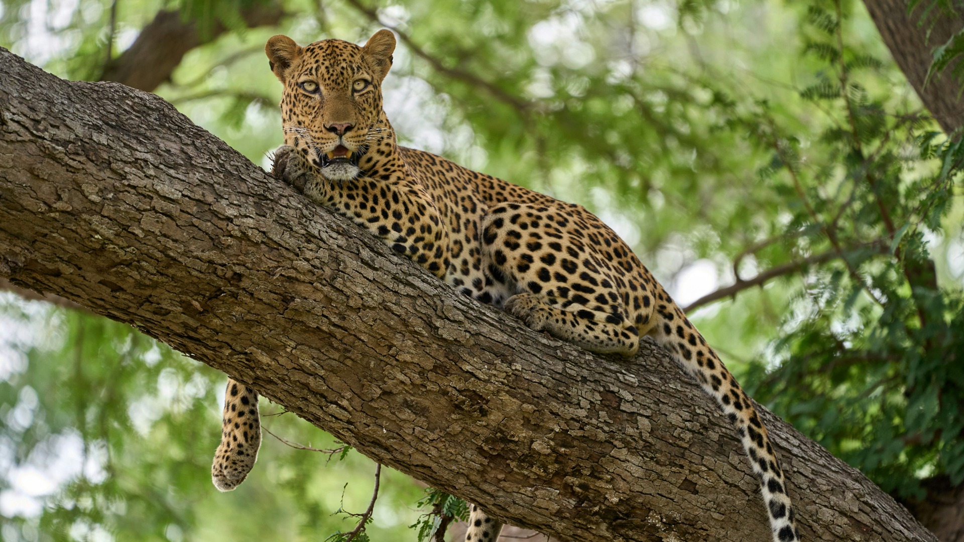 How African Rituals Strengthen Wildlife Protection Across Generations