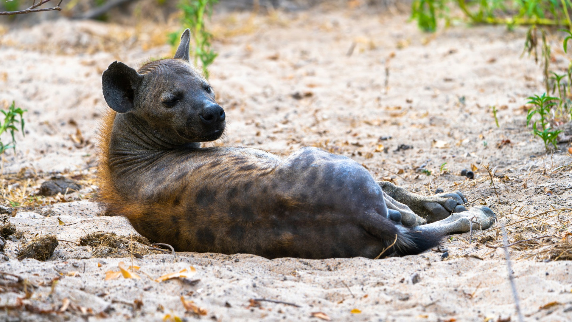 What African Traditions Reveal About Living Alongside Wildlife and Land