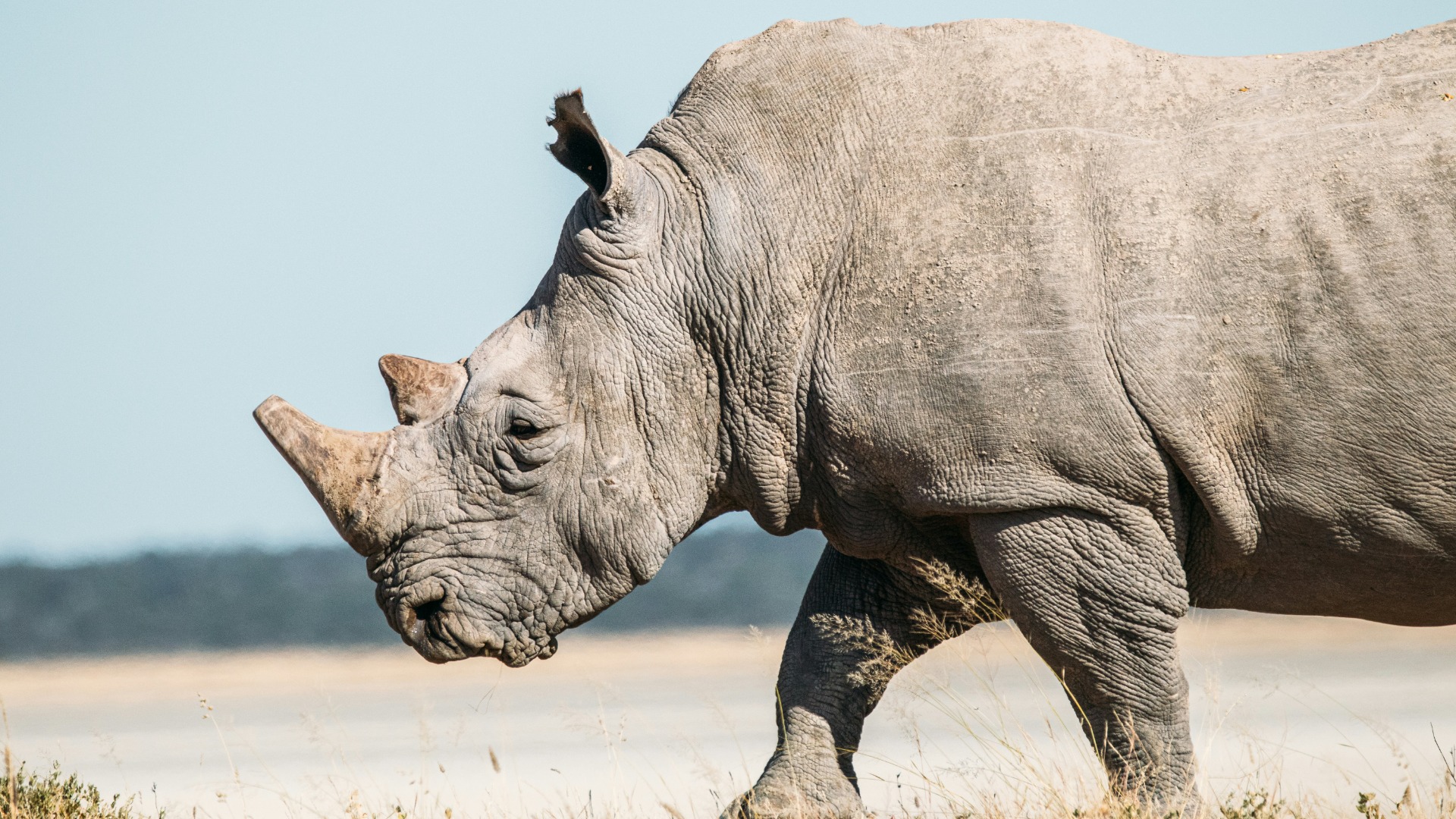 How Africa's Varied Climates Directly Shape Local Conservation Tactics