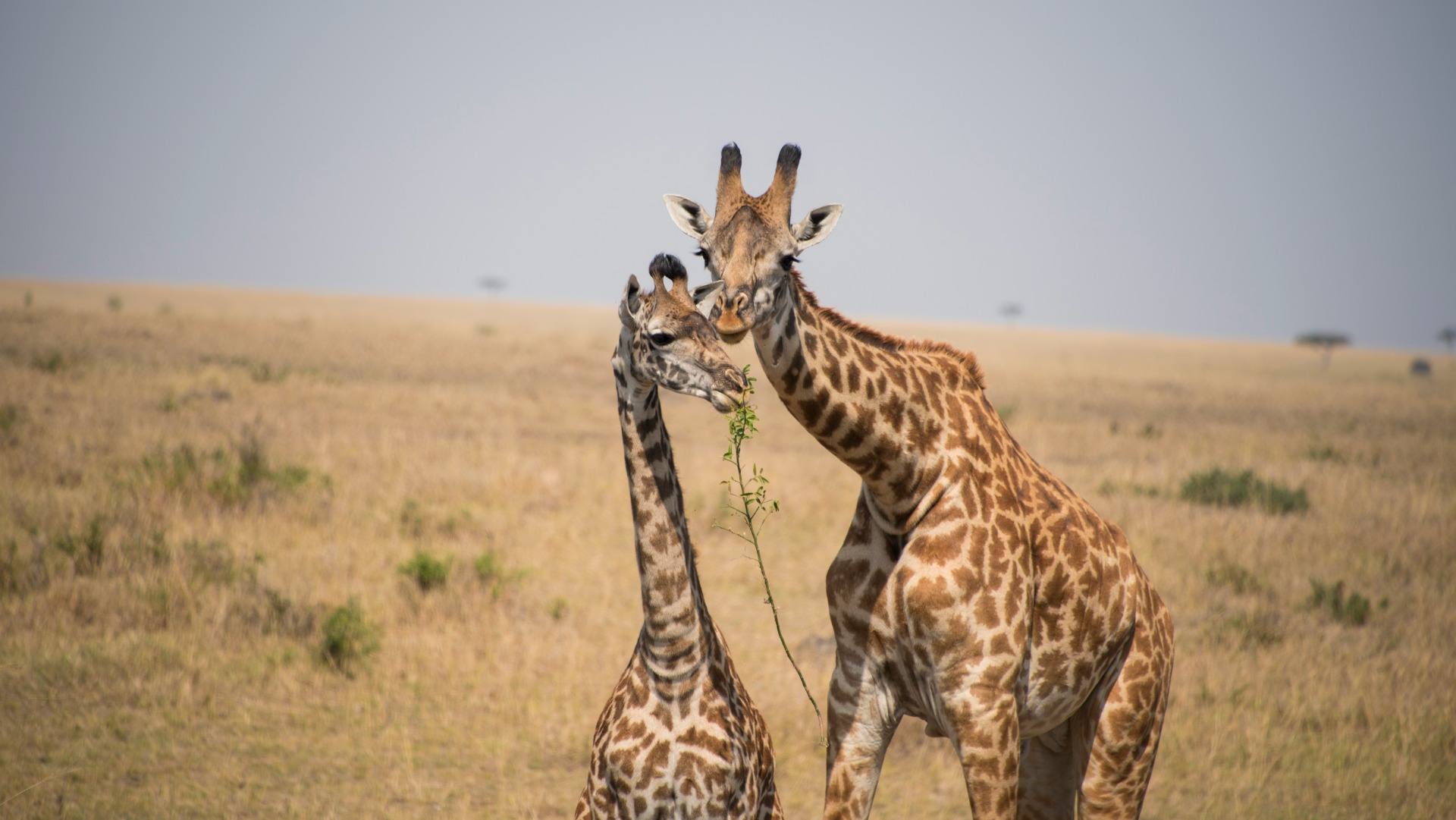 Why African Conservation Efforts Often Struggle Against Poaching and Climate Pressures