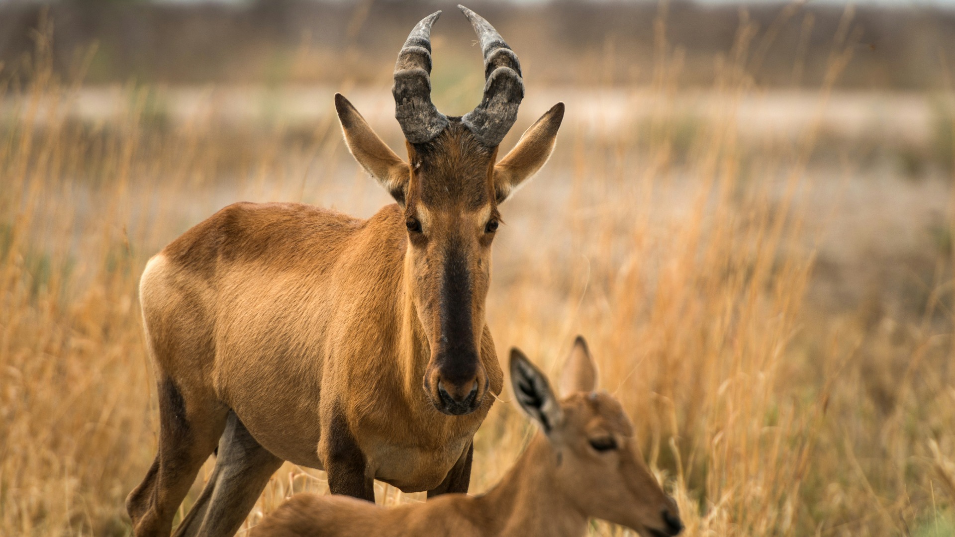 Practical Actions Travelers Can Take to Aid African Wildlife Conservation