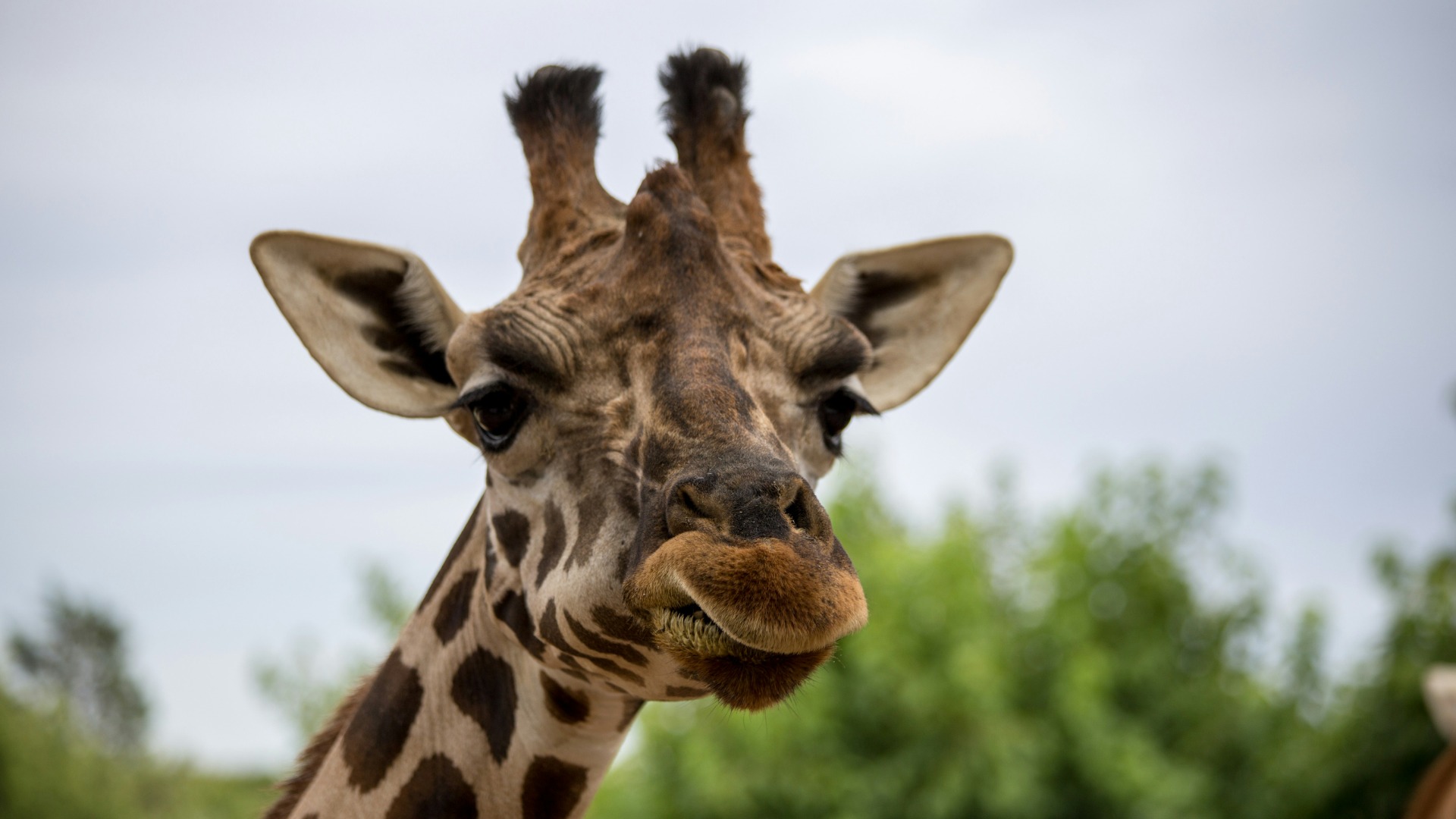 How Sub-Zero Temperatures Challenge African Wildlife Conservation Programs