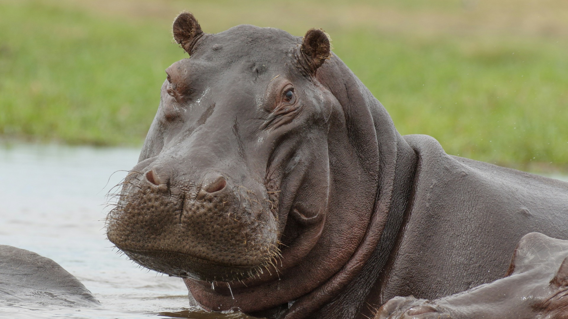 Plan Your Family Safari: Optimal Seasons and Lodges Across Africa