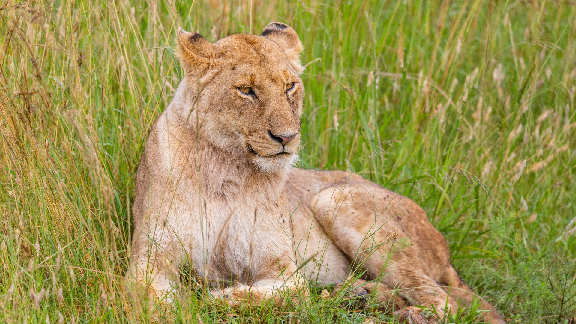 How Savvy Timing Transforms Your African Safari Experience
