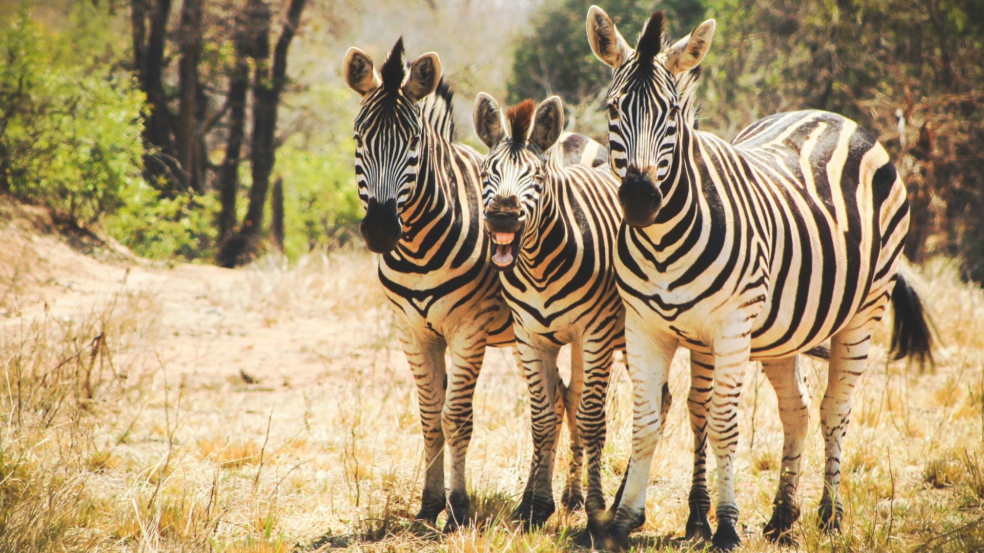 What Actually Happens Inside a Luxury African Lodge on Any Given Day
