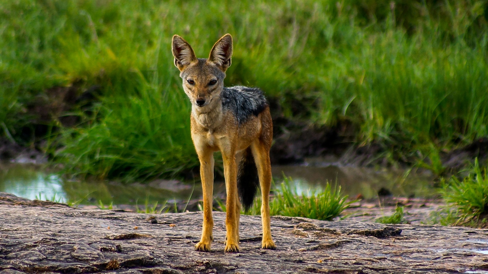 How Travelers Can Directly Bolster Anti-Poaching Initiatives Across Kenya and Tanzania