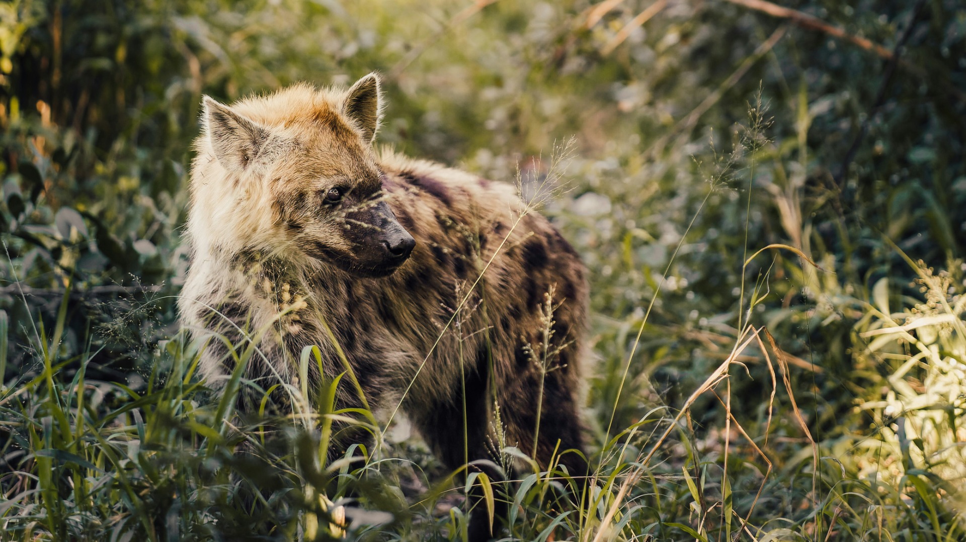 Mastering African Wildlife and Culture Through Self-Guided Study