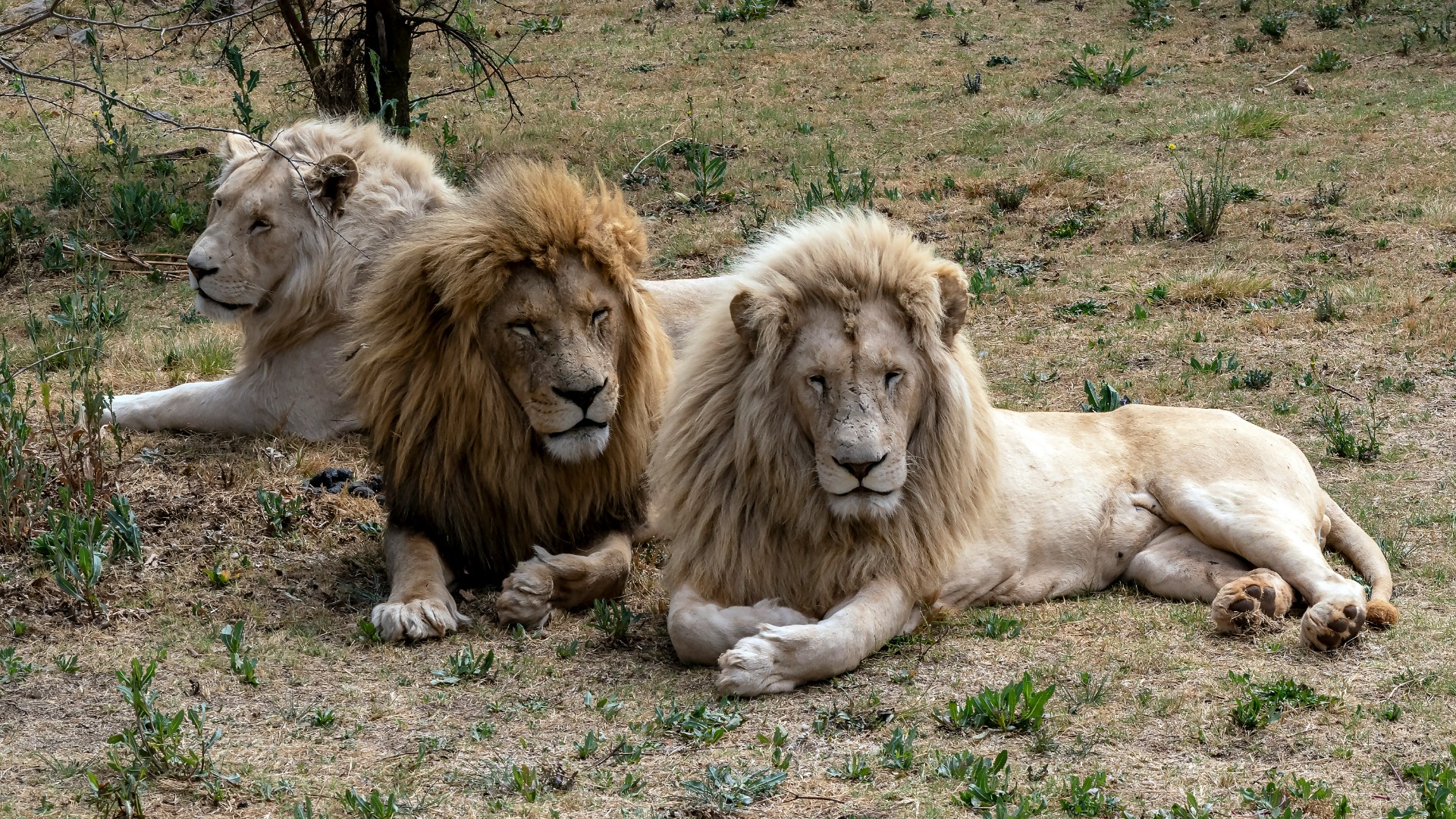 How Sacred Animals Shape Rituals and Identity in African Communities