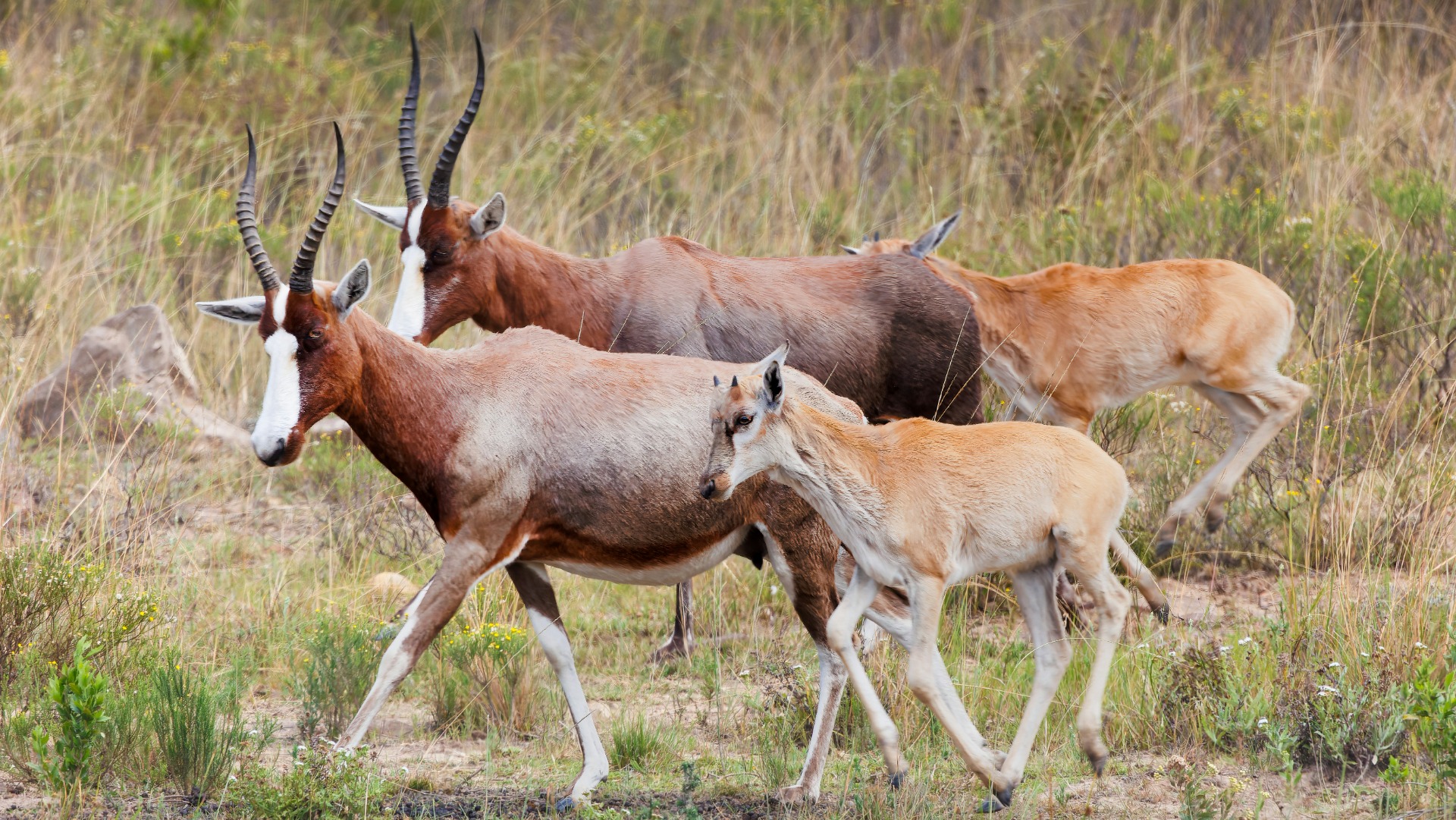 How Shifting Animal Patterns Are Reshaping Maasai Ceremonies in Kenya