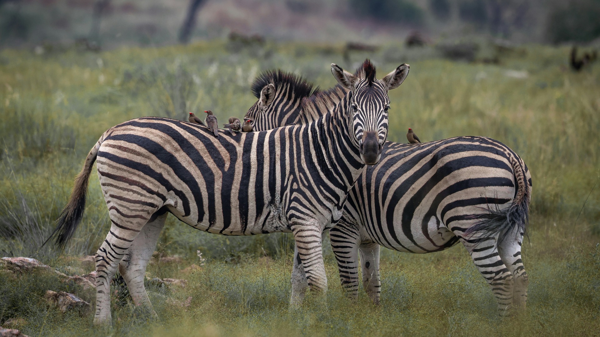 Daily Rhythms Linking Wildlife Behavior to African Cultural Traditions
