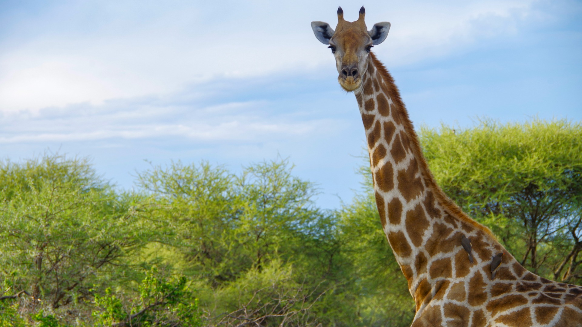 Why African Communities Honor Specific Animals in Daily Life and Ceremony