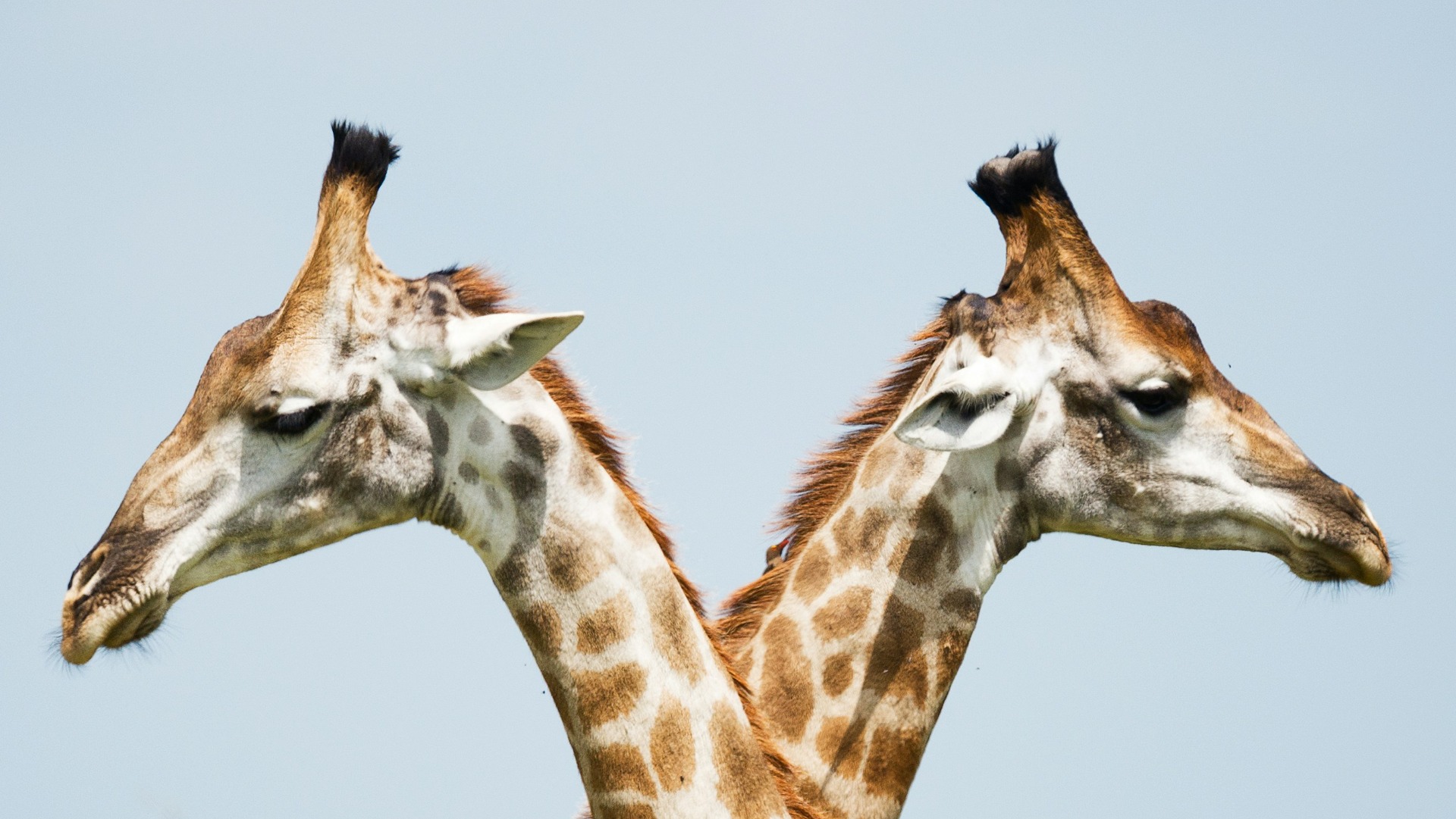 Animals in African Spiritual Practices: Traditions Across the Continent