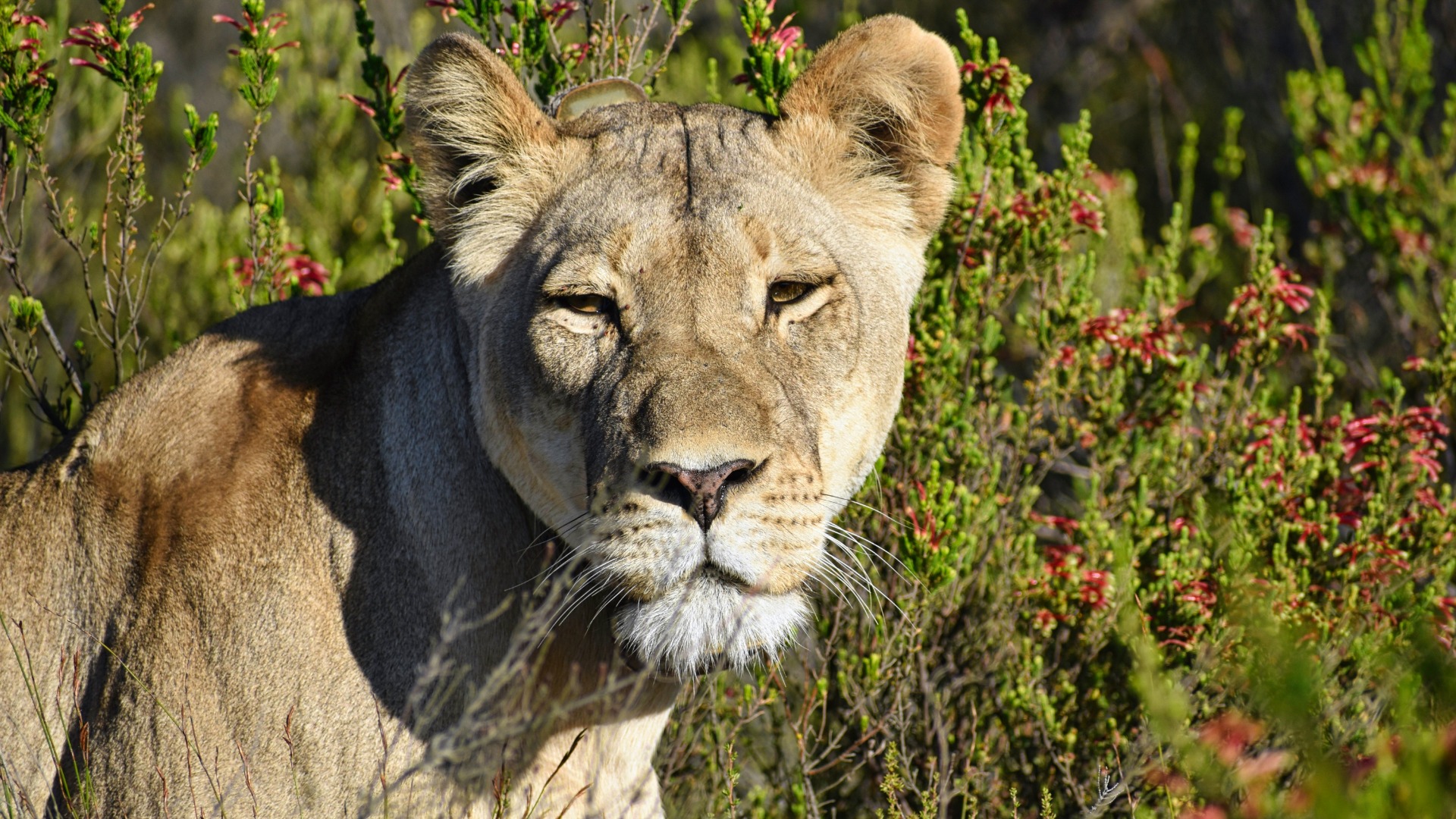 How Climate-Driven Wildlife Declines Are Forcing Ritual Changes Across East Africa