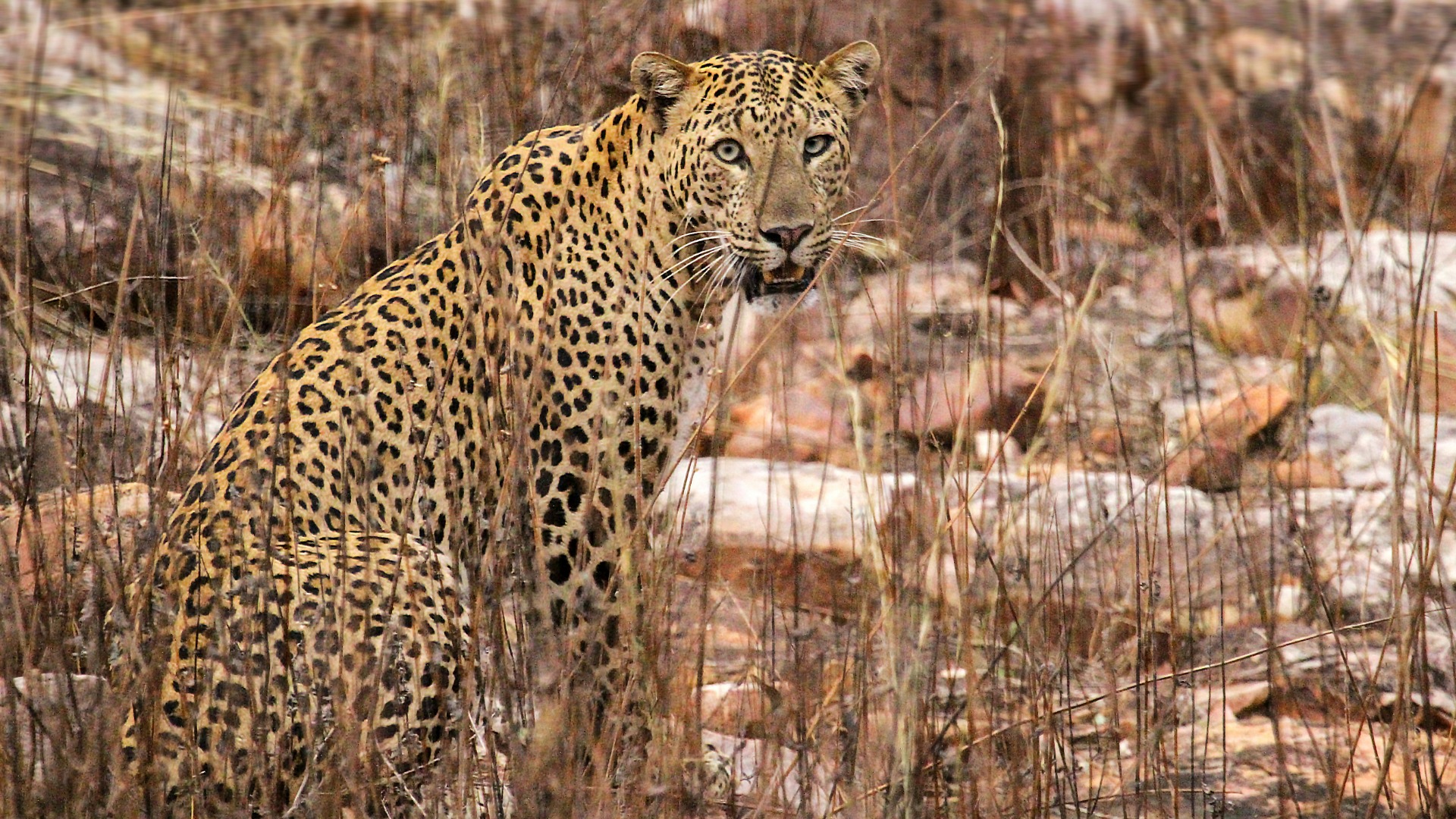 How Much to Tip Your African Safari Guide and Staff