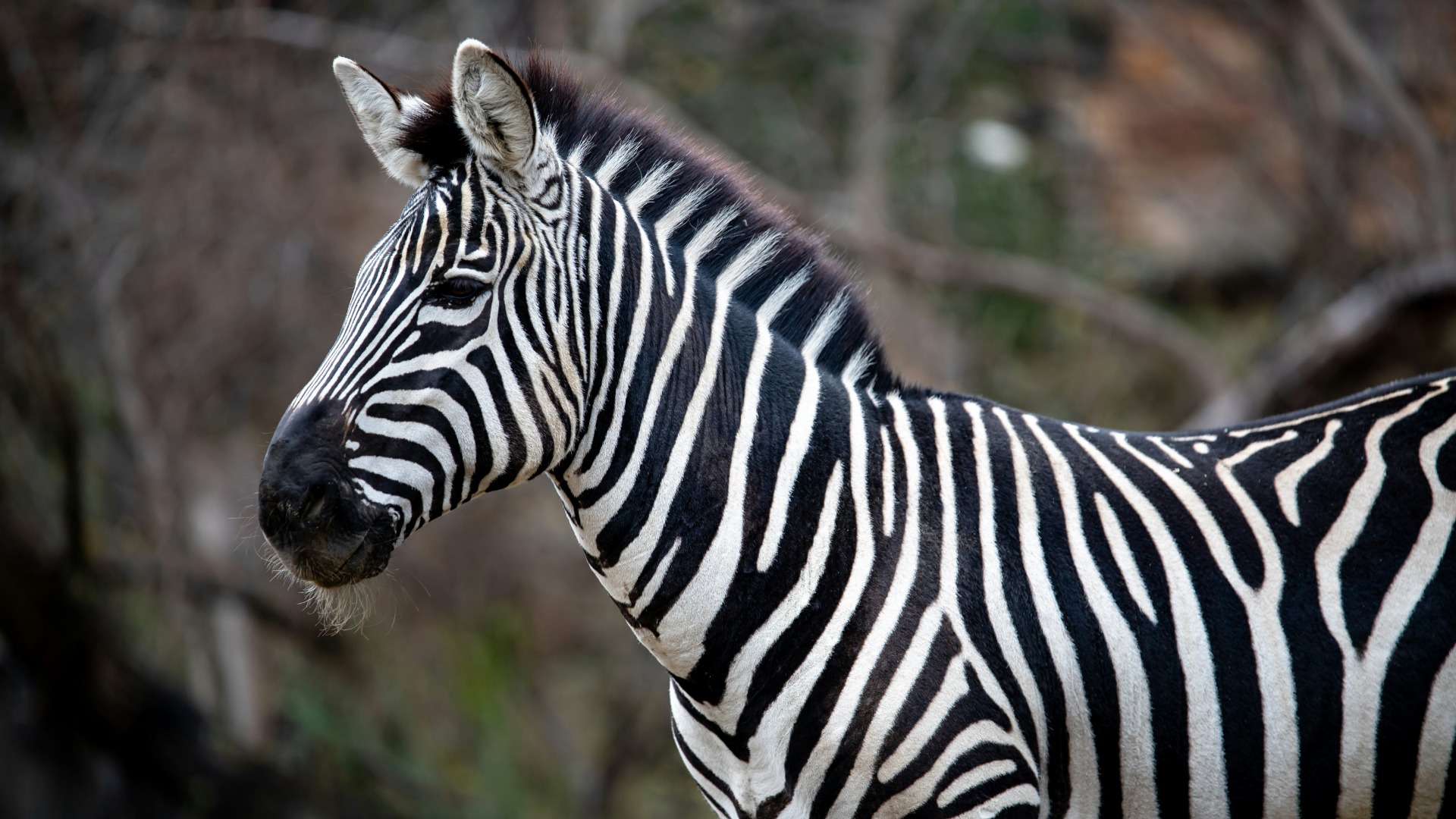 Deciding Between Mobile Tented Camps and Fixed Luxury Lodges in Africa