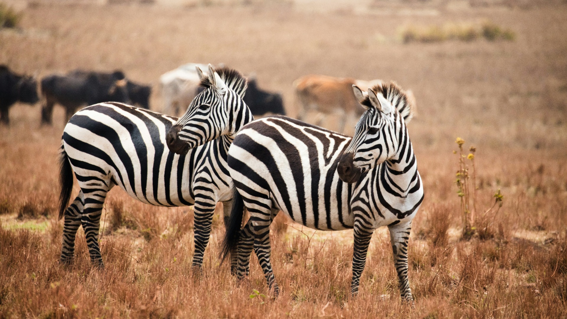 What to Pack for a Rainy Season Safari: A Practical Layered Checklist