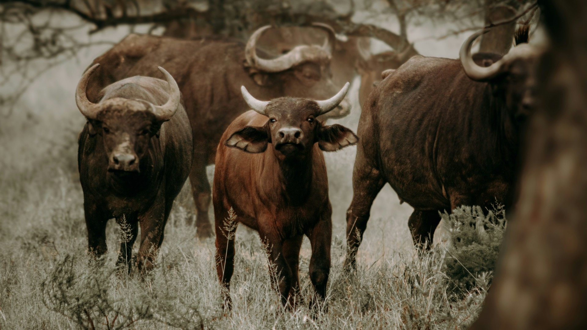 Mastering Low-Angle Wildlife Shots from African Water Hides