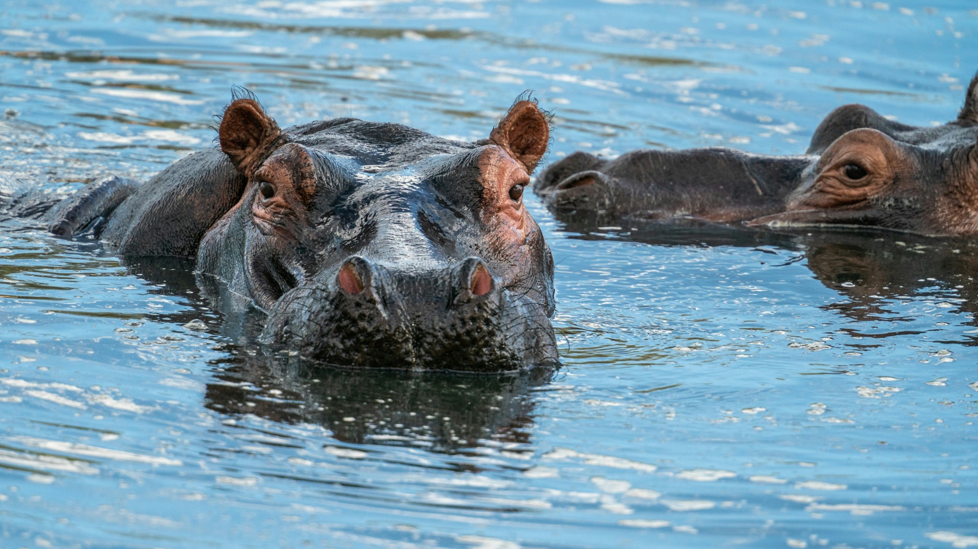 Mastering Light and Motion When Photographing the Great Migration