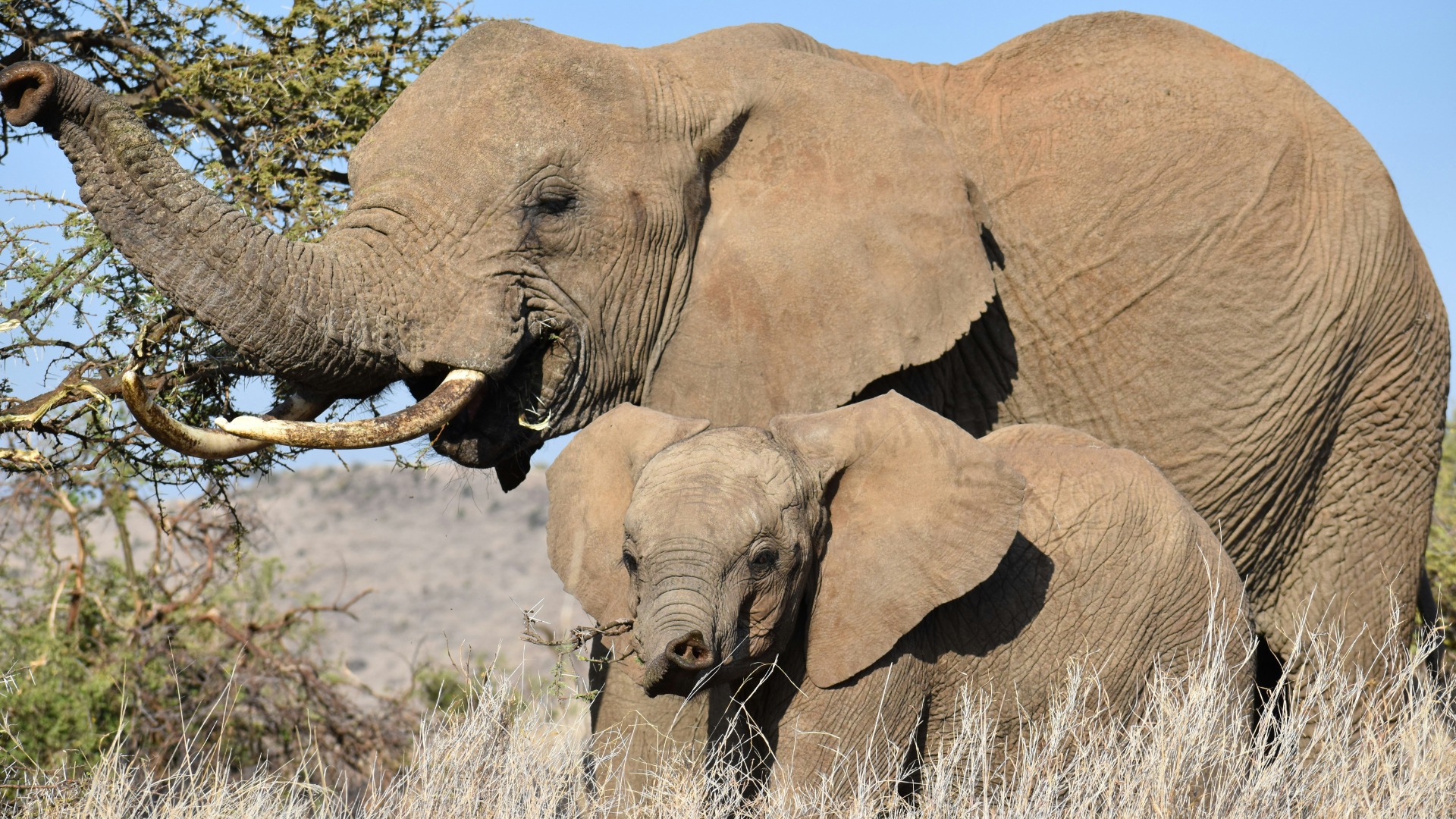 Essential Camera Gear for Capturing Africa's Iconic Wildlife Moments