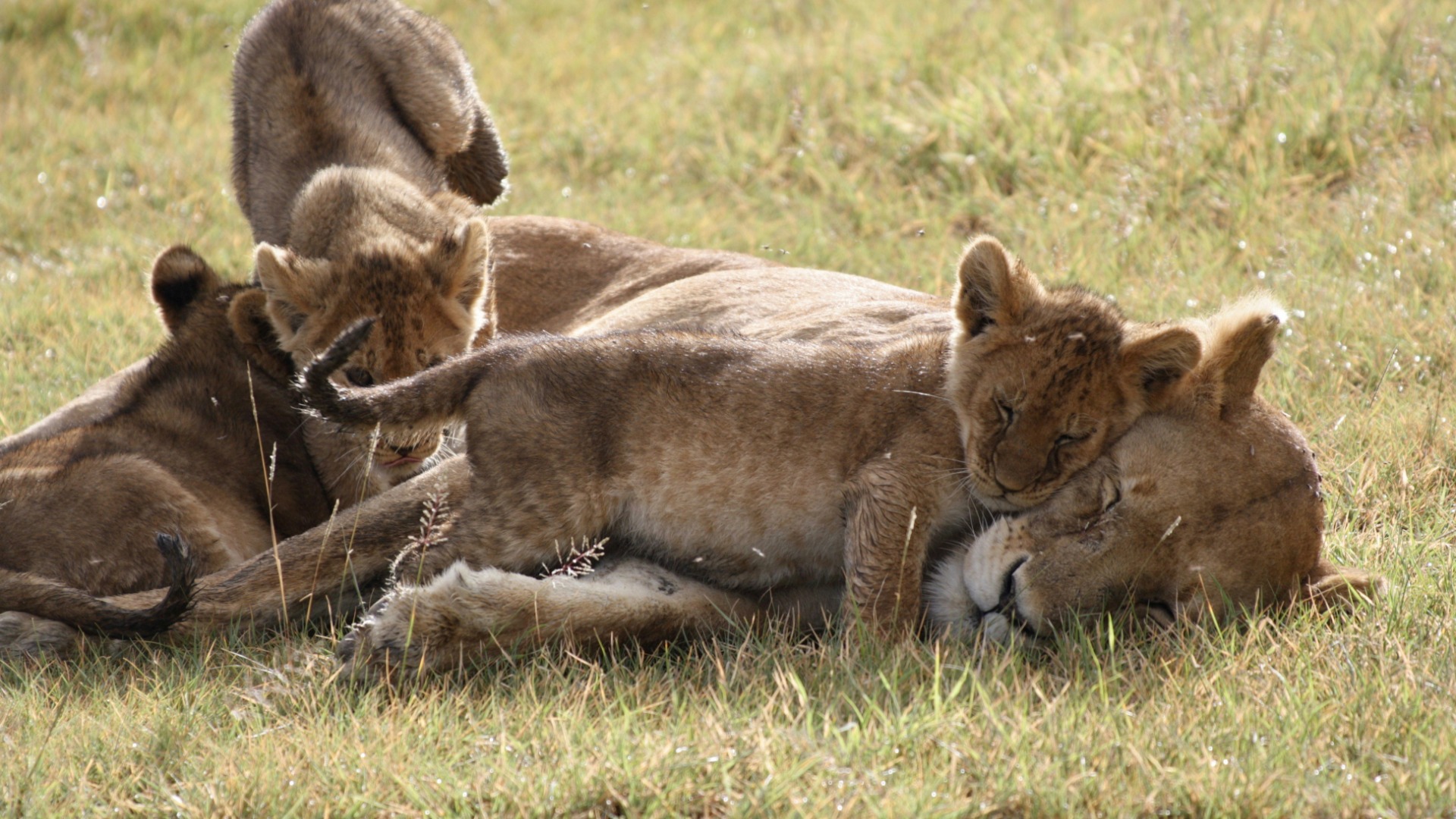 Master Low-Light Safari Shots: Camera Settings That Capture Kruger Nights