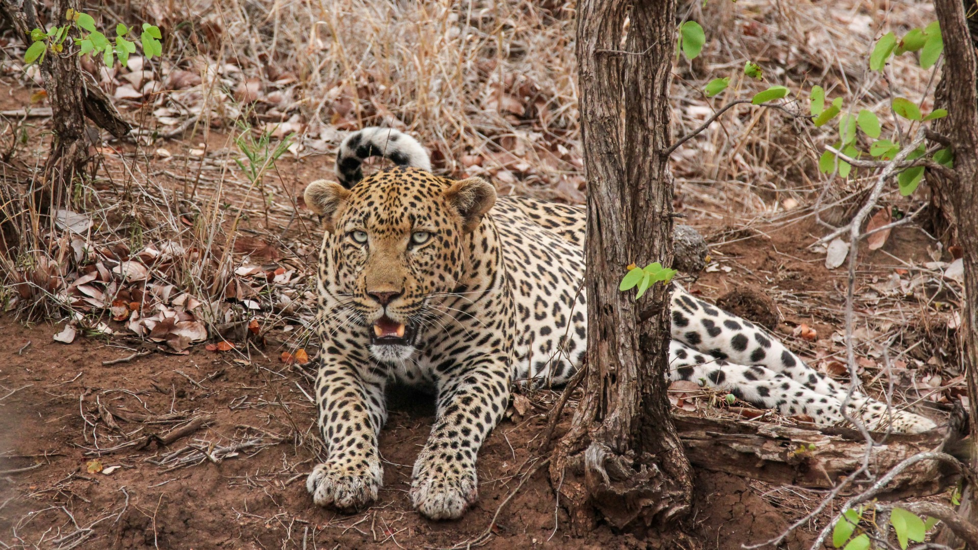 How to Master Serengeti Golden Hour Photography in Any Season