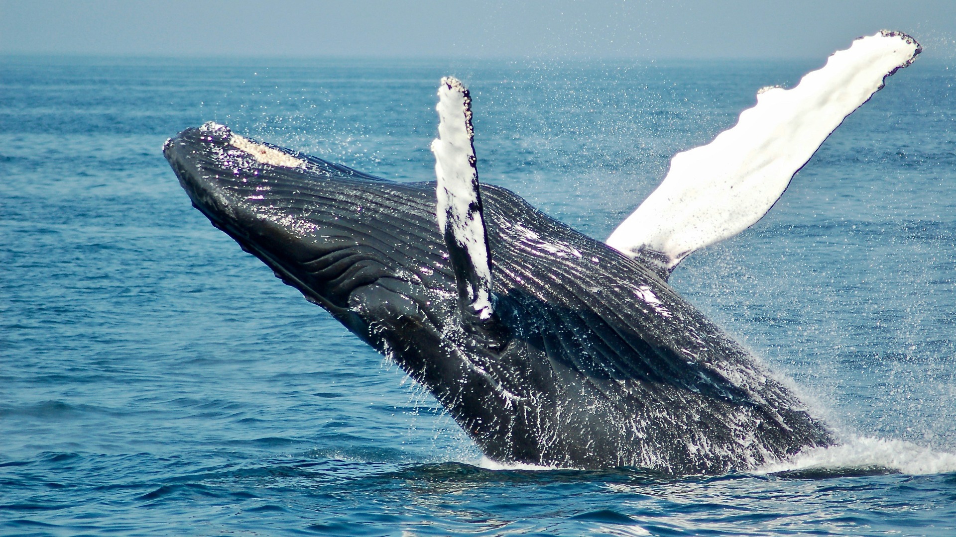 Spotting South Africa's Marine Big Five During a Single Coastal Drive