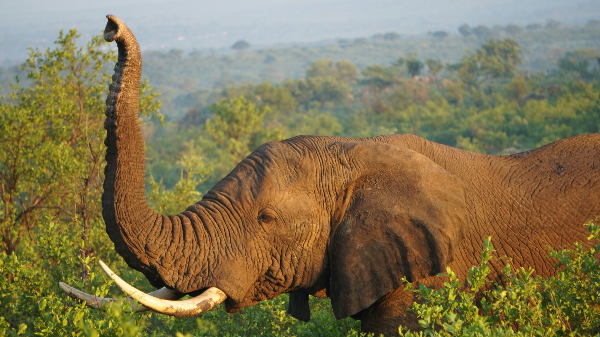 How Elephants Coordinate Through Seismic Signals and Low-Frequency Rumbles