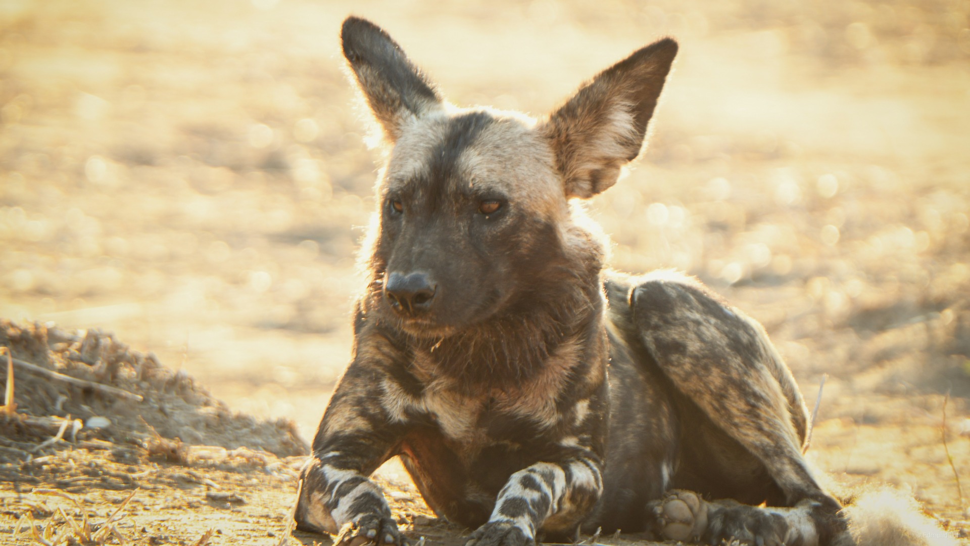 Practical African Destinations Hosting Viable African Wild Dog Populations in 2024