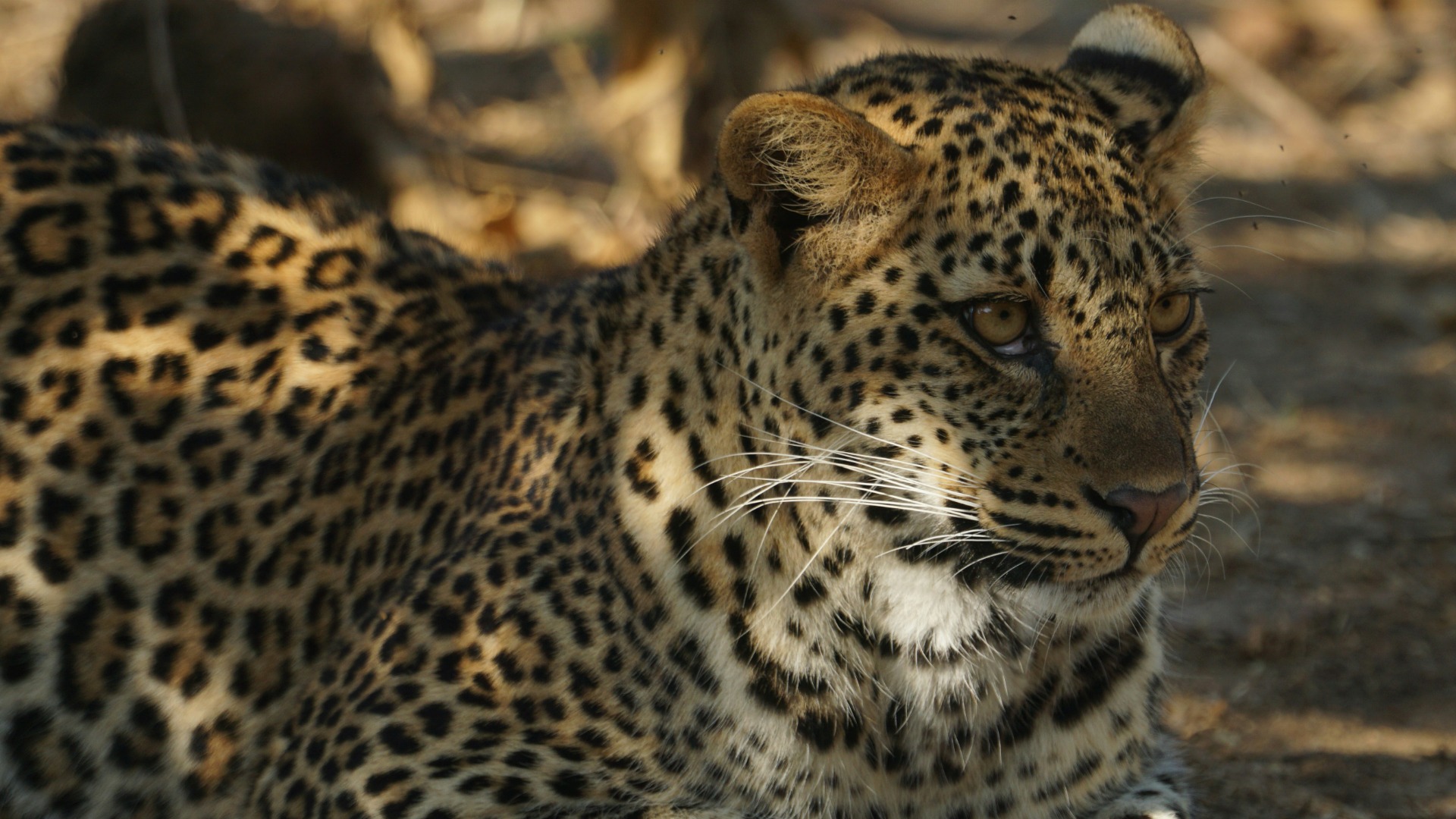 Spotting Africa's Nighttime Hunters: A Practical Guide to Night Safaris