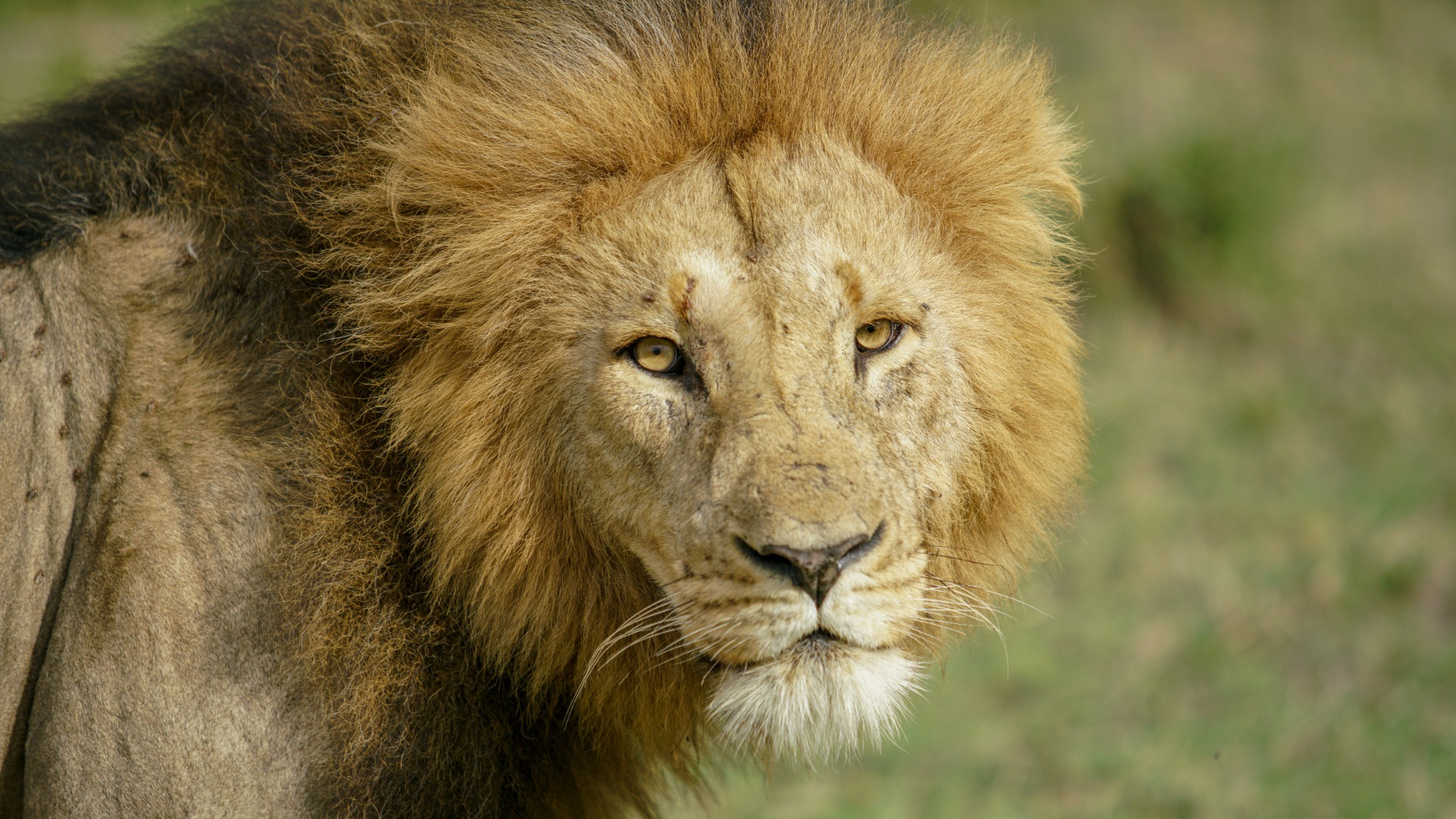 Plan Your Mara River Crossing: Key Dates and Migration Patterns for 2026