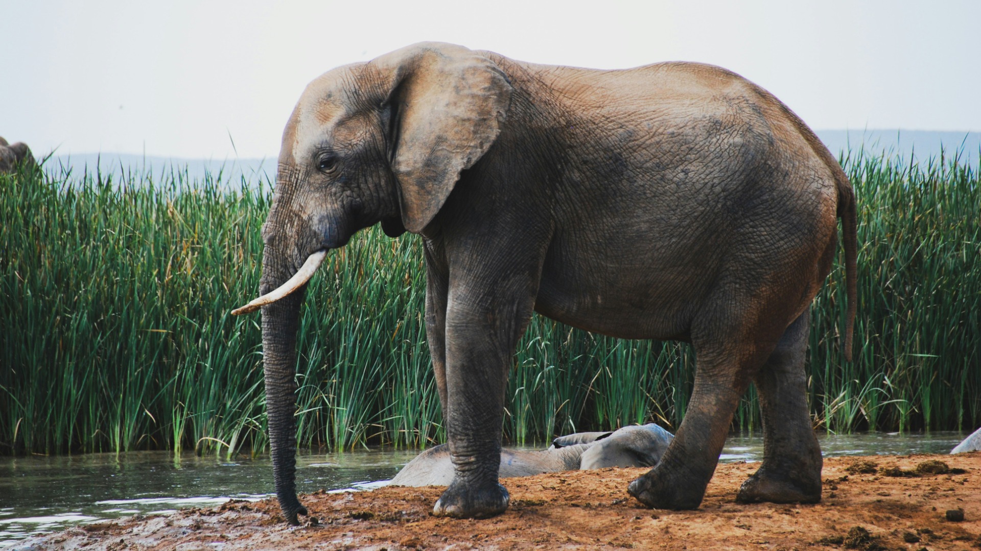 Field Scientists Follow Namibia's Desert Elephants Along Ancient Watercourses