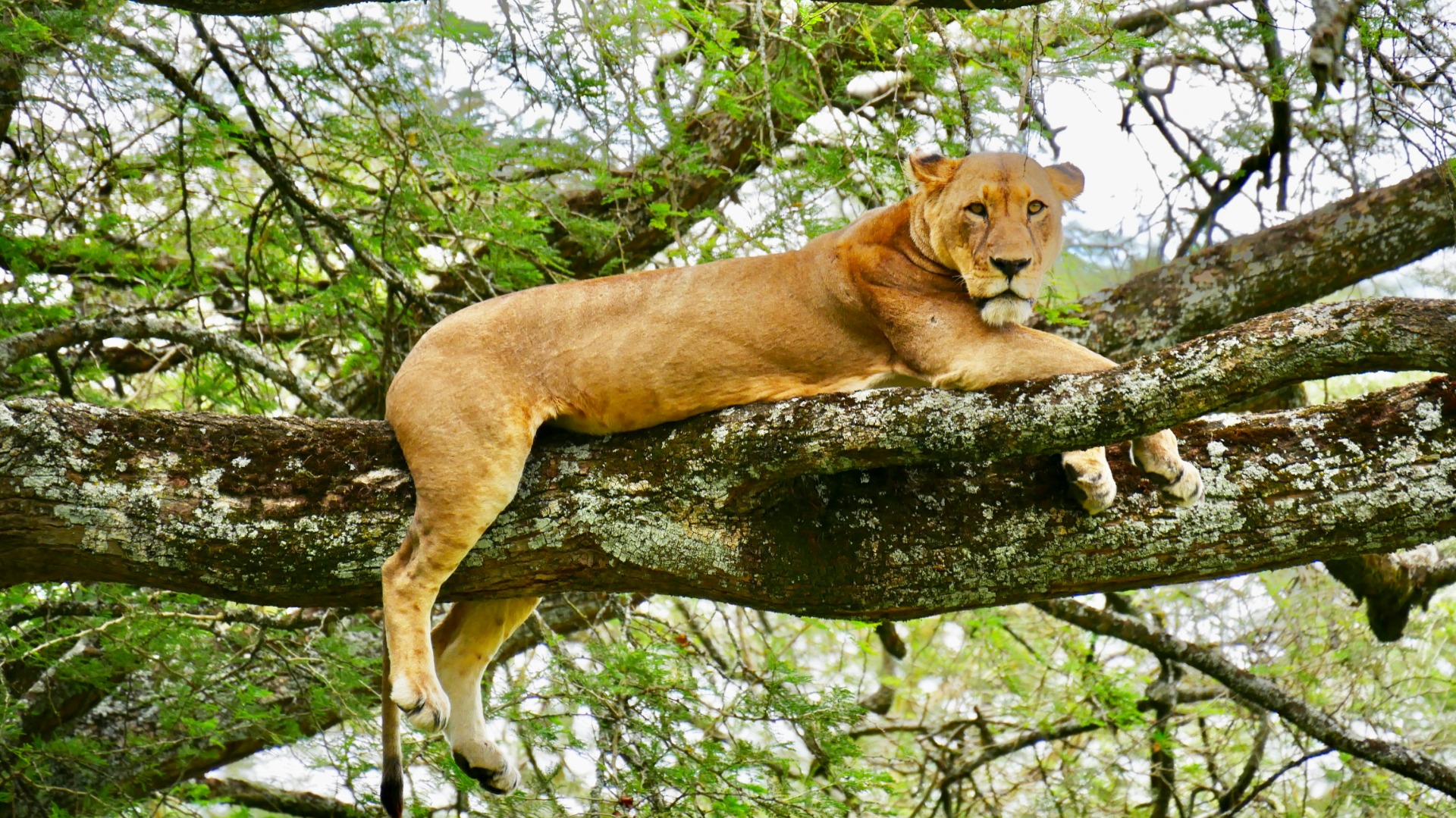 Why Tree Climbing Lions Thrive in Uganda's Ishasha Sector