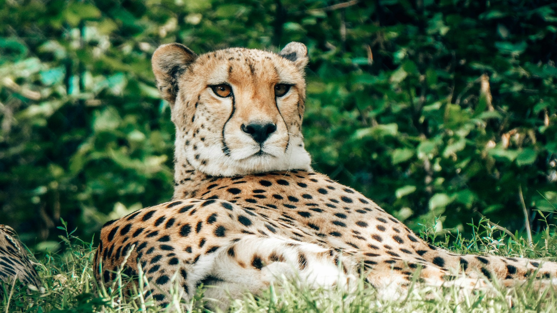 How Kenyan Ranchers and Conservationists Share Land to Protect Lions