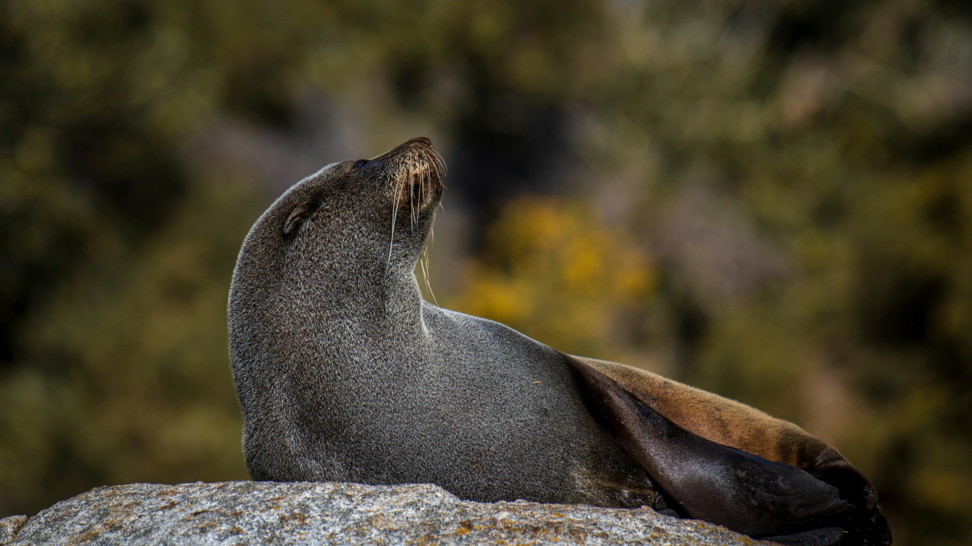 How Marine Sanctuaries in the Western Indian Ocean Shield Fragile Reef Systems