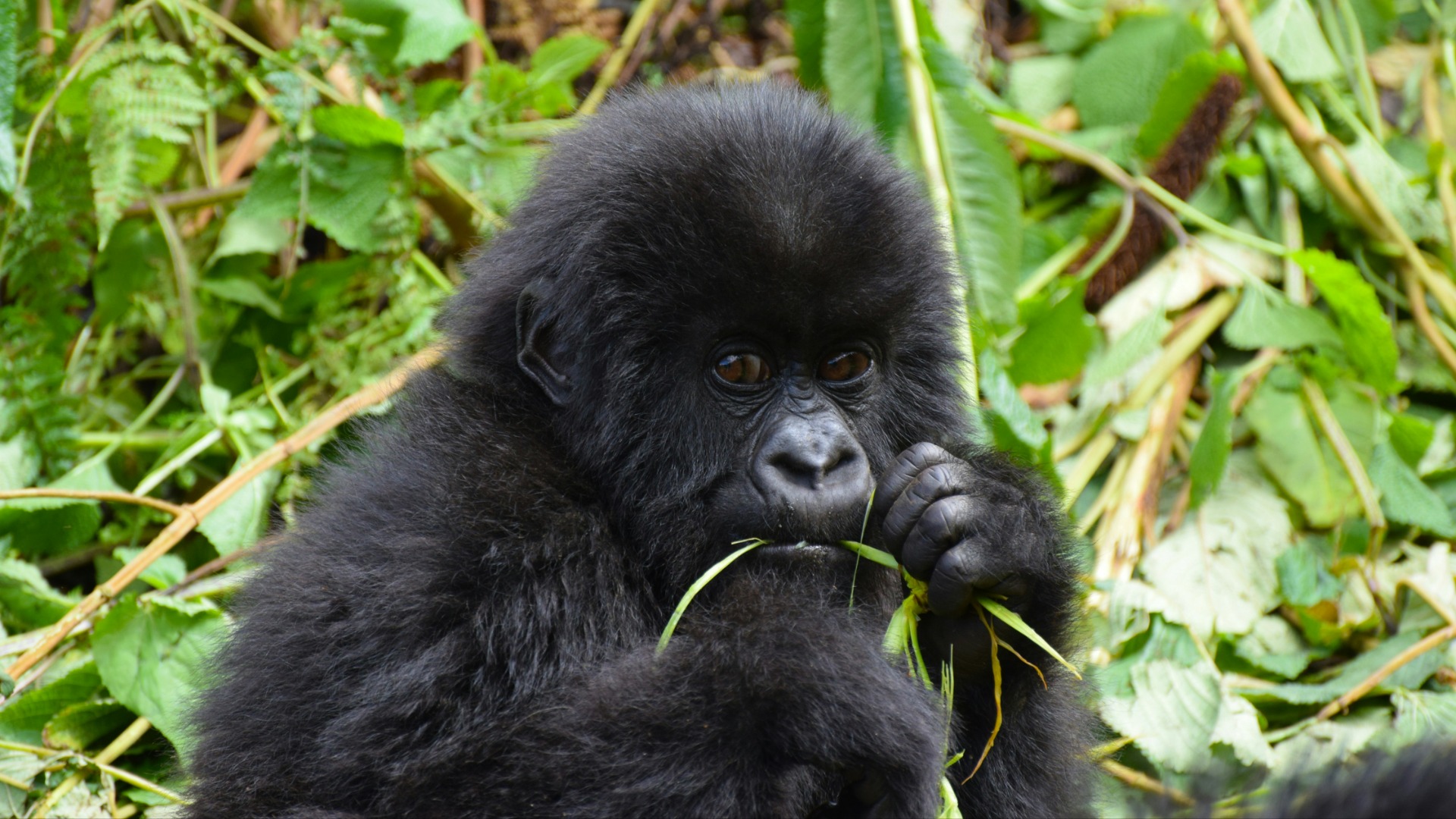 Community Rangers in Uganda Turn Local Knowledge into Gorilla Protection