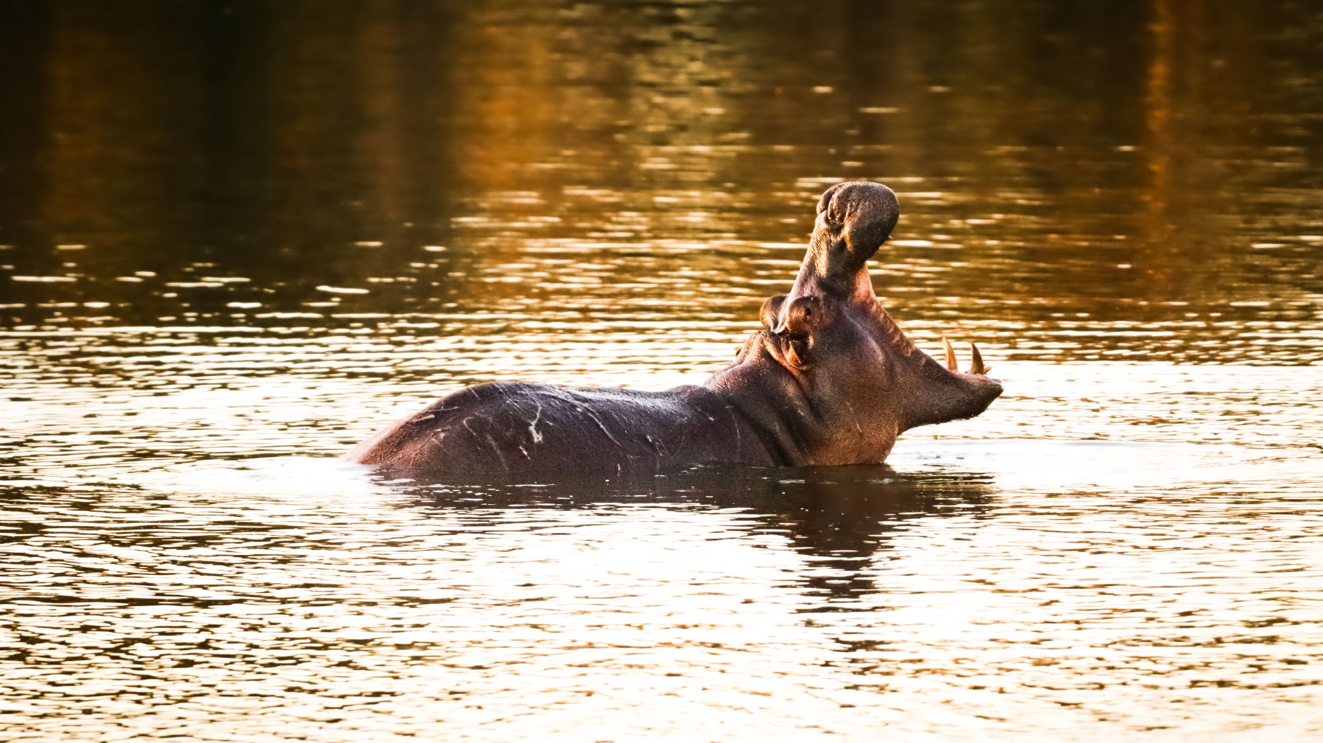 Practical Strategies to Help Children Stay Engaged During Long African Game Drives