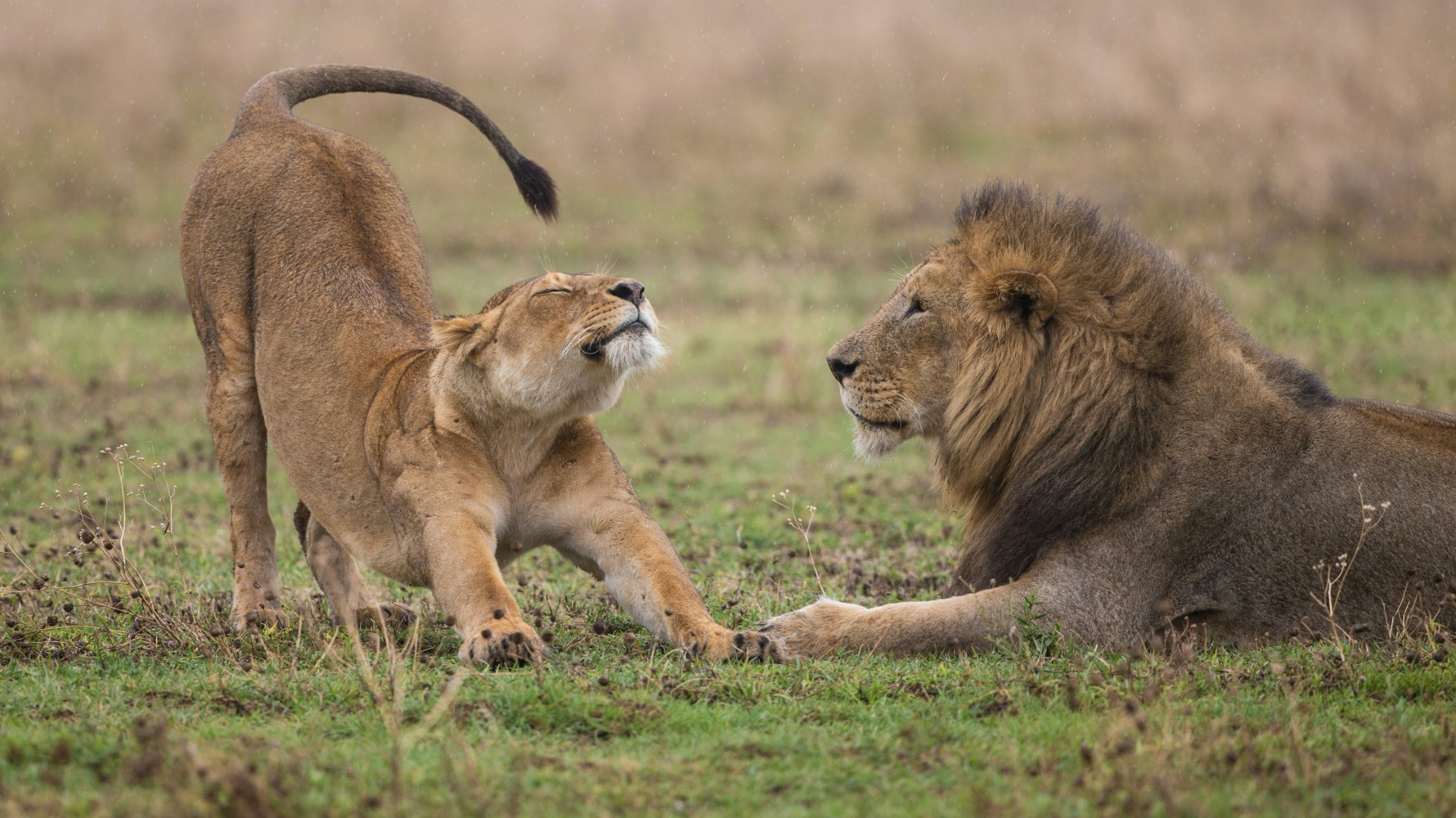 Deciding Between eSIM and Local SIM Cards for Reliable Safari Connectivity